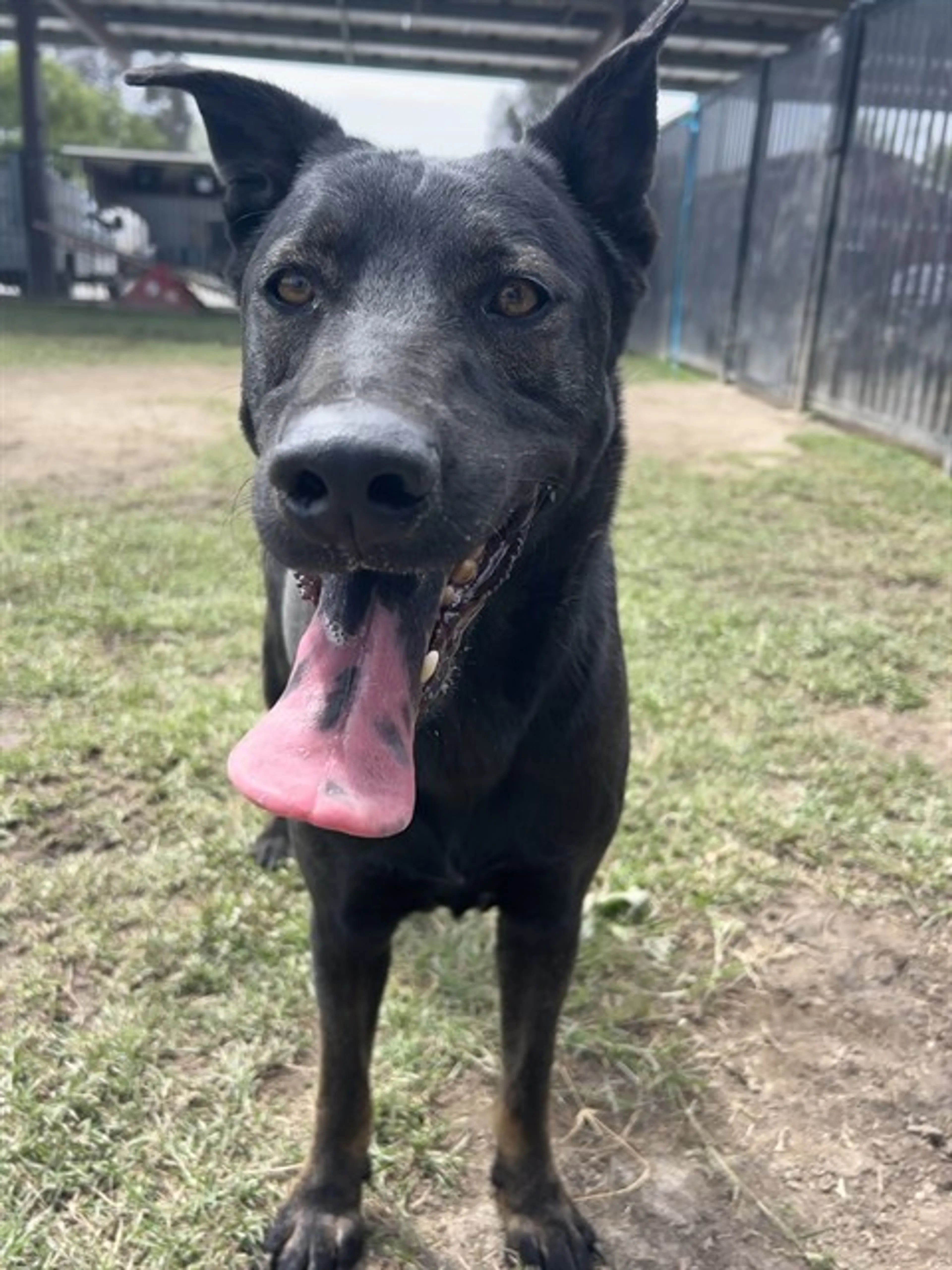 Found pet