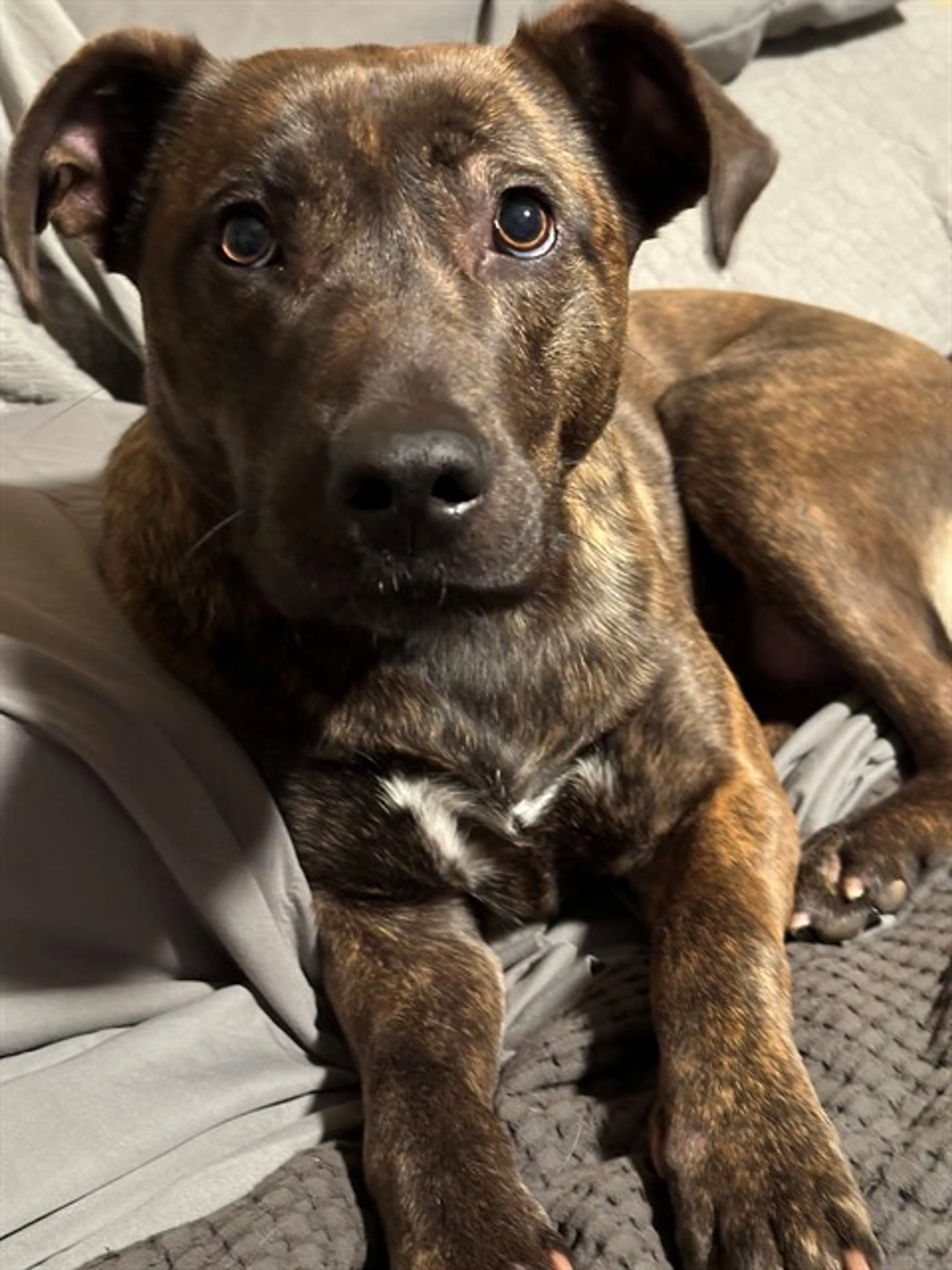 Found pet