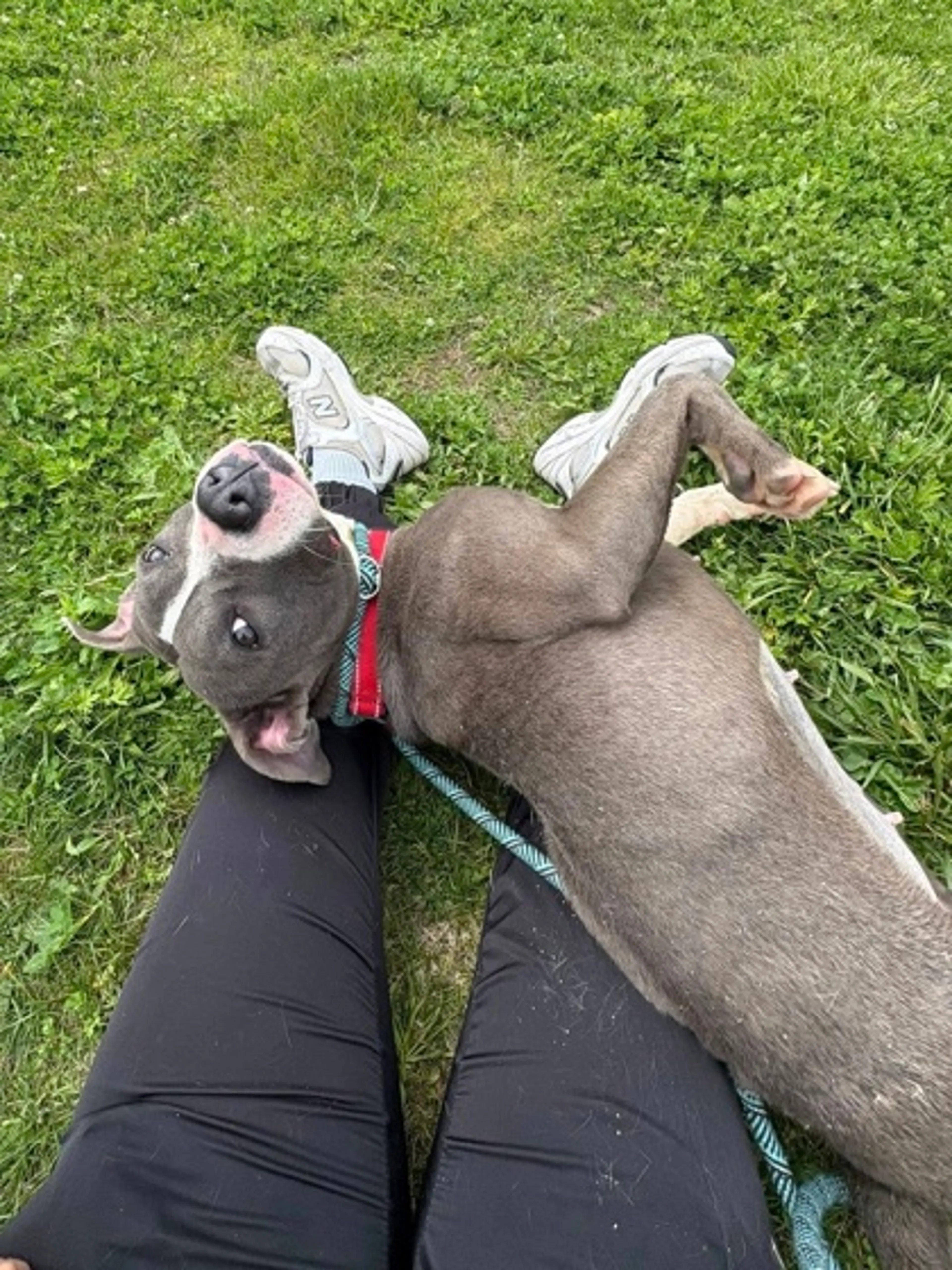 Found pet-2