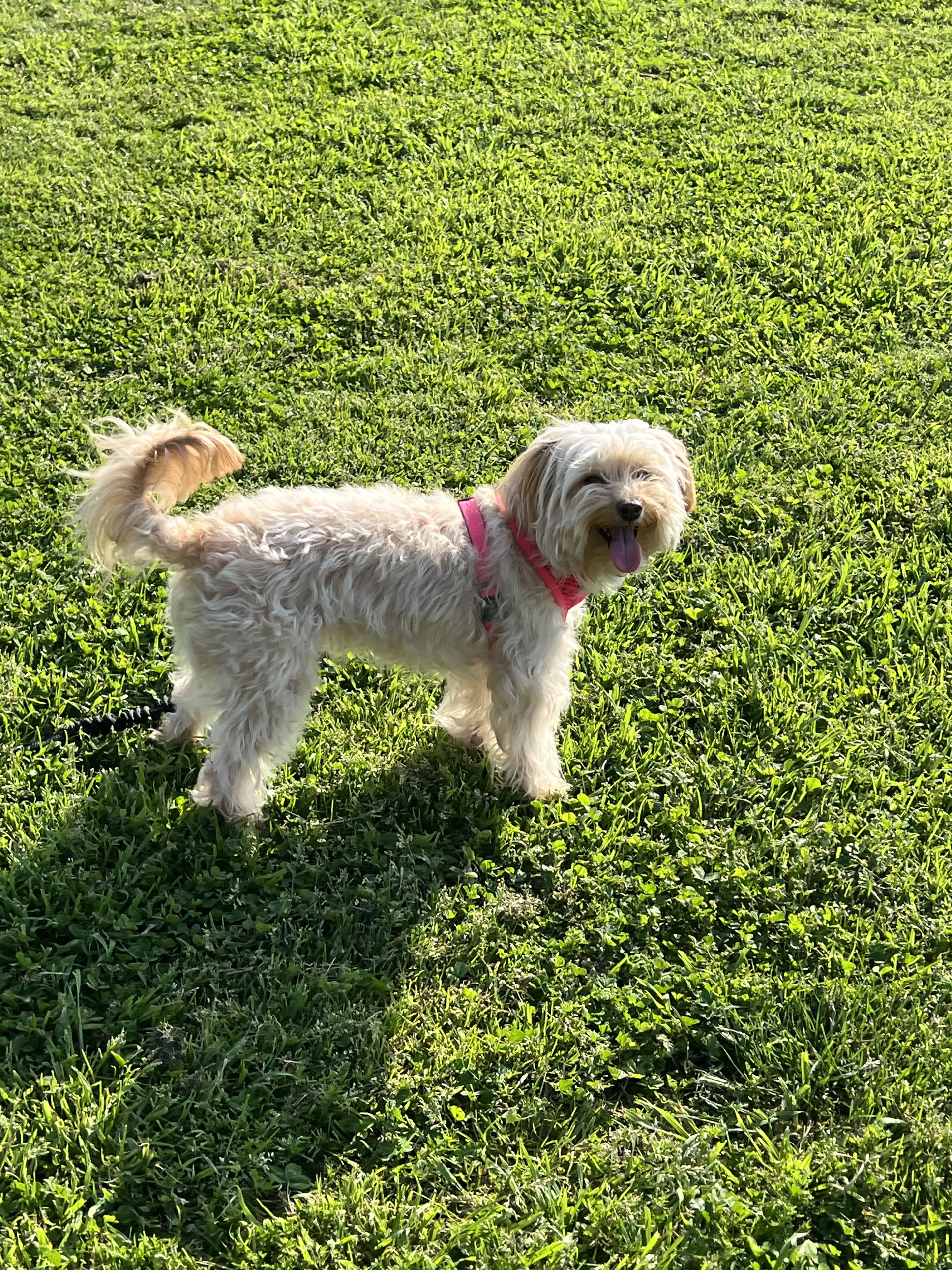 Lost pet-0