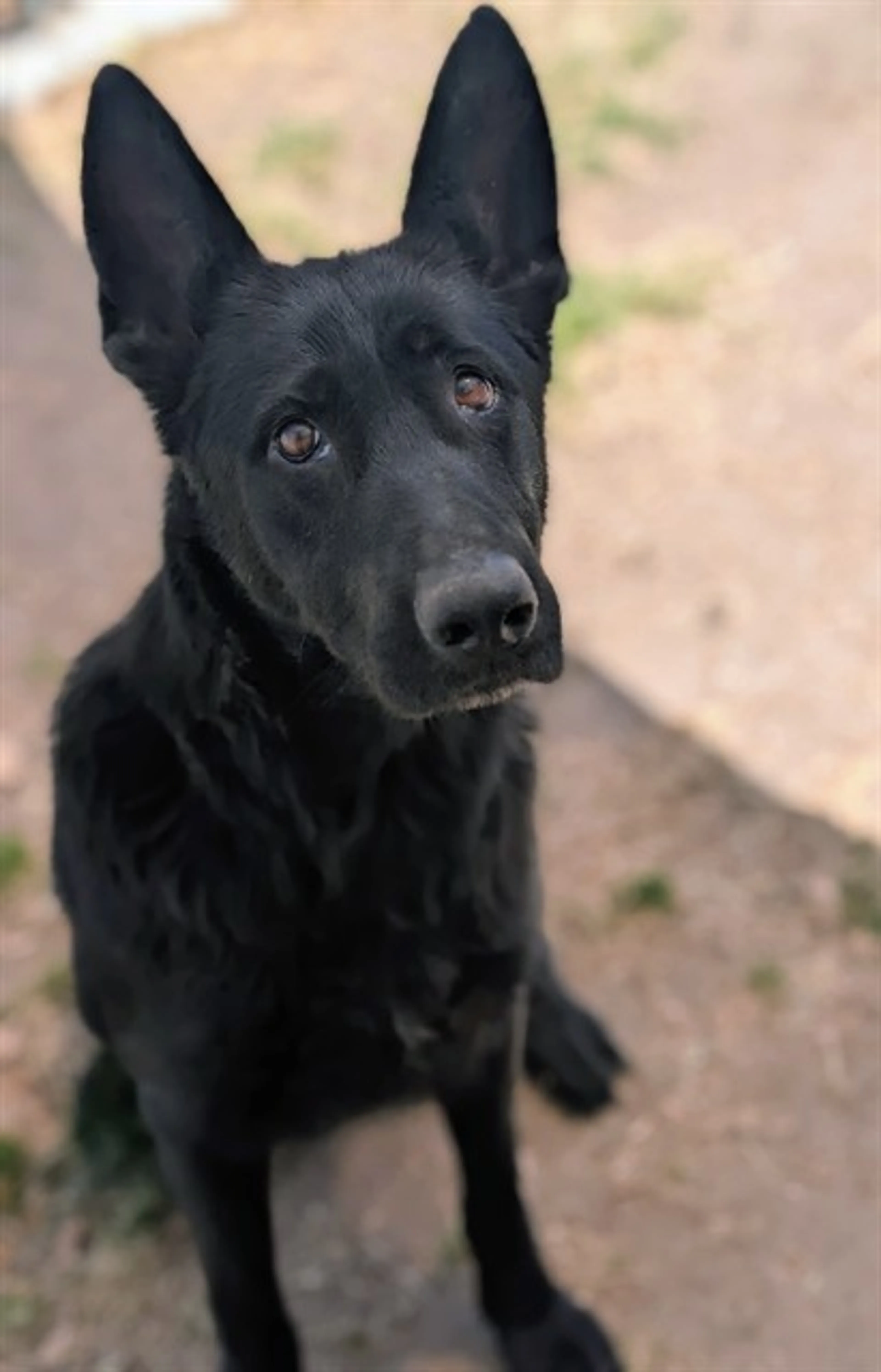 Found pet
