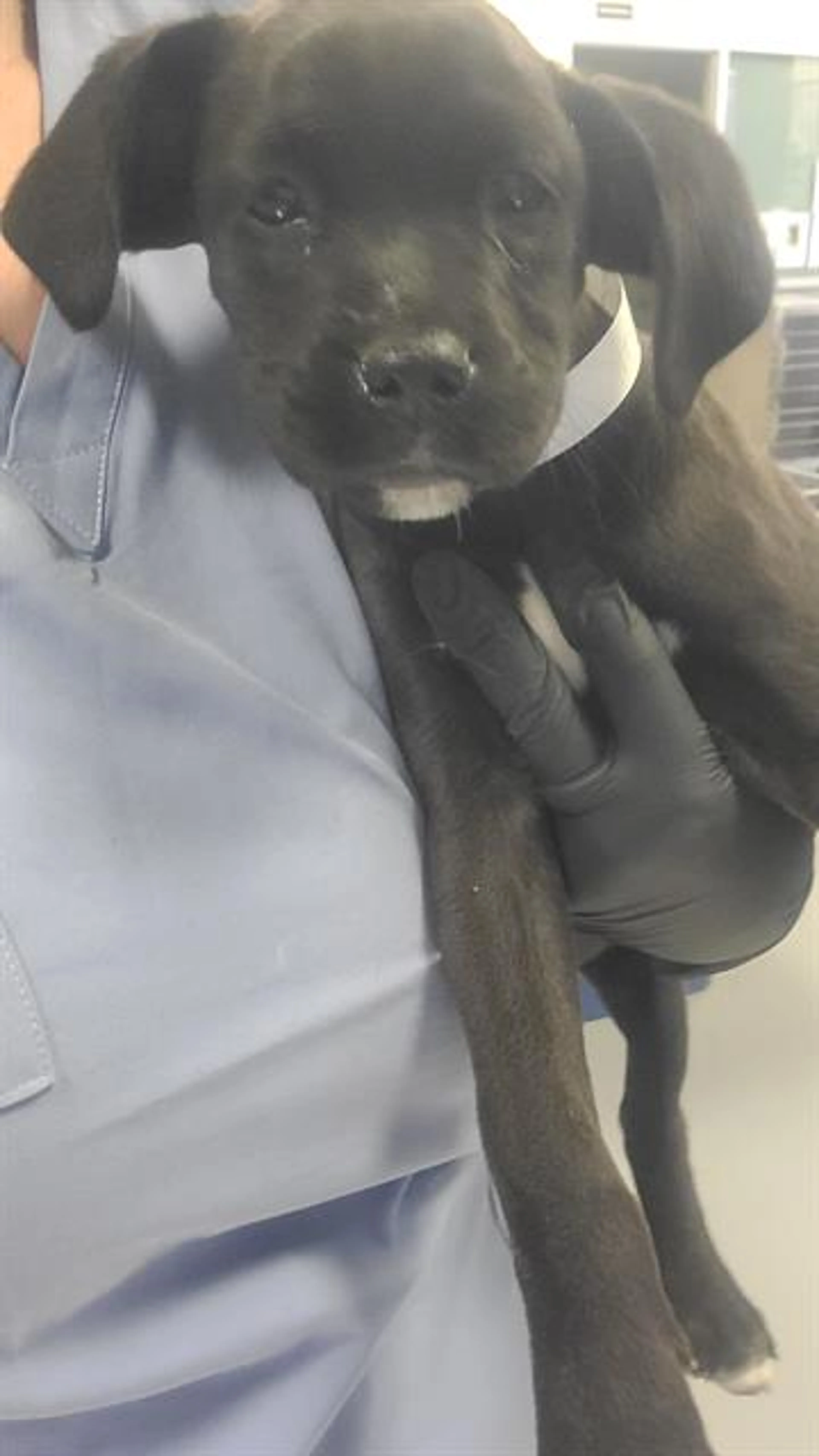 Found pet