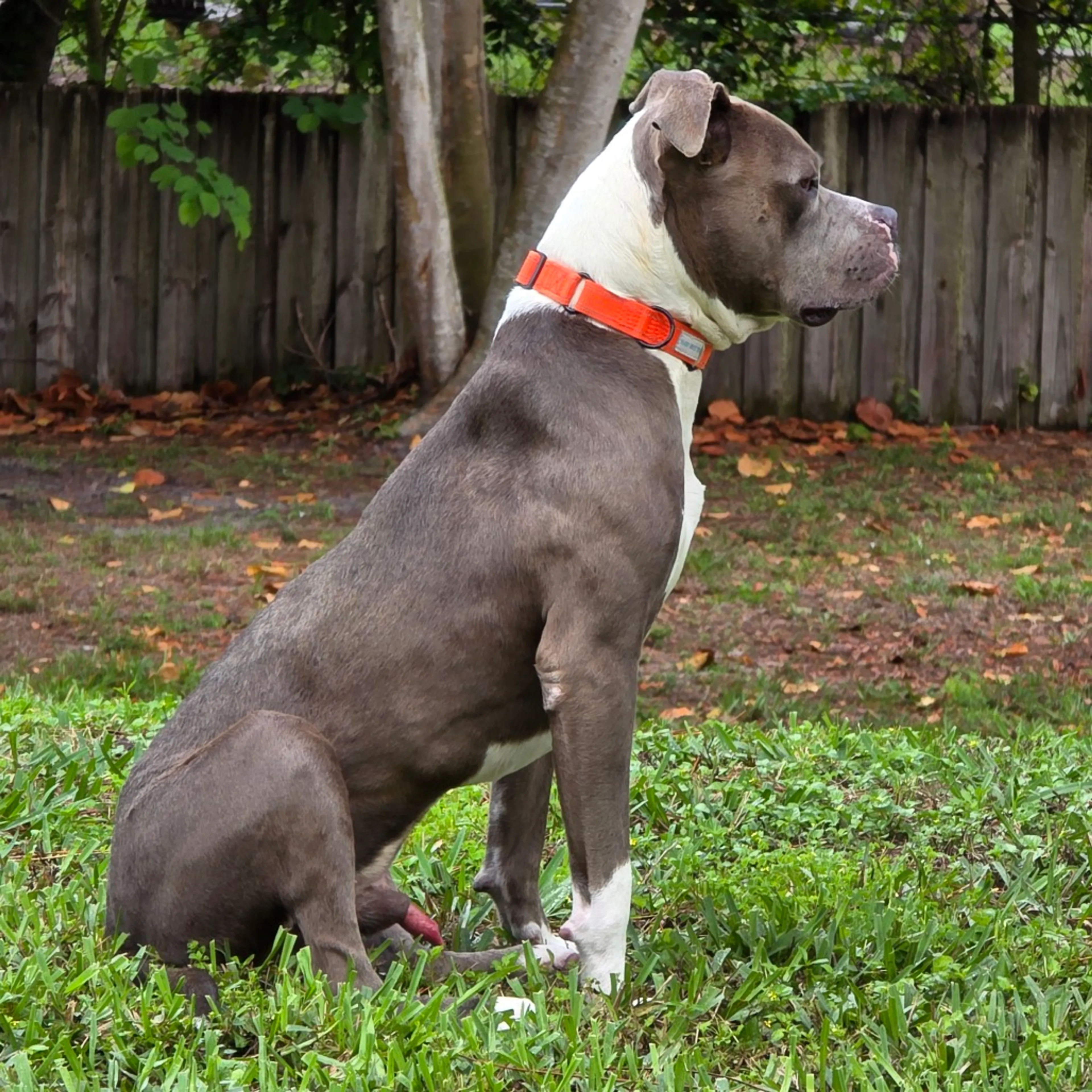Found pet-8