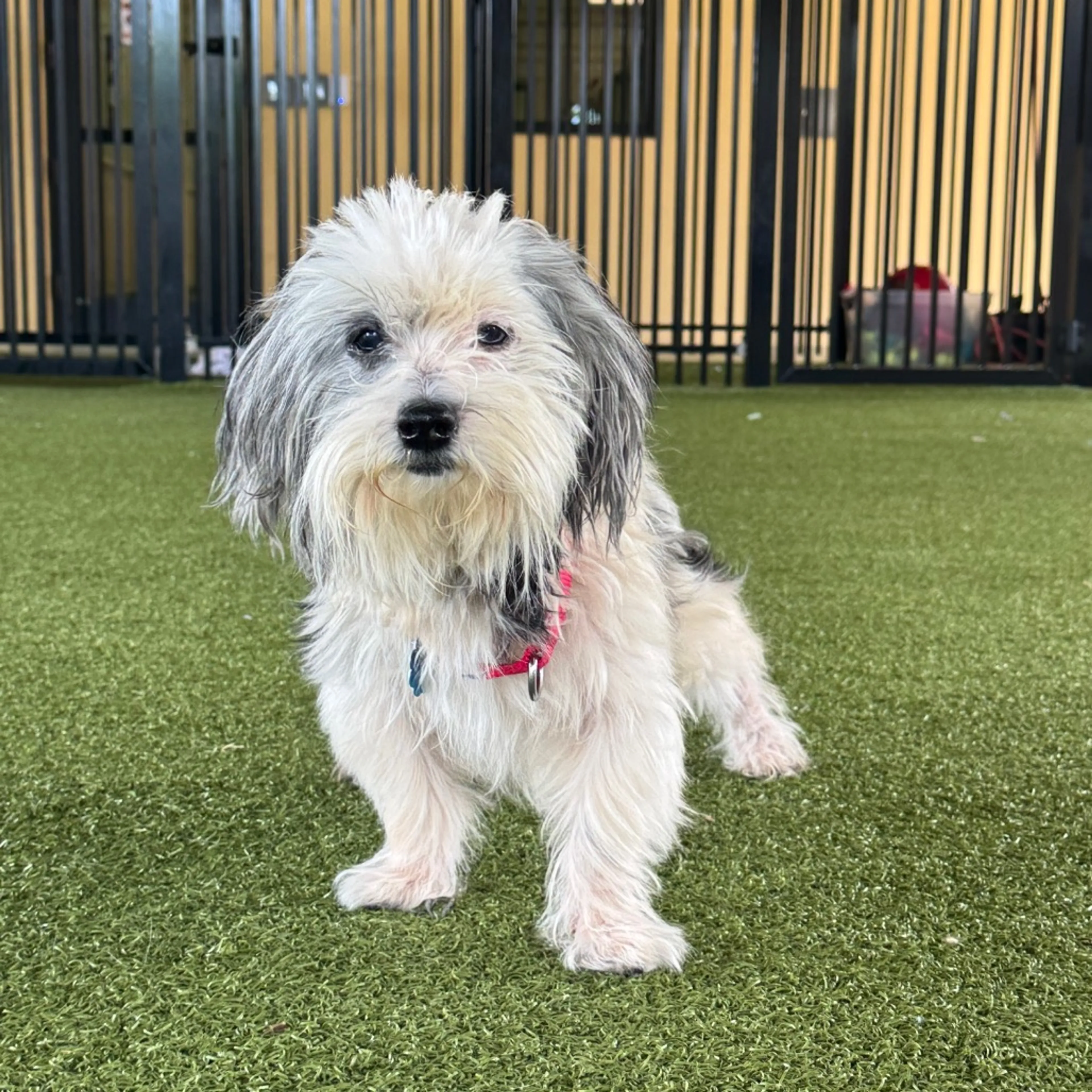 Found pet-3