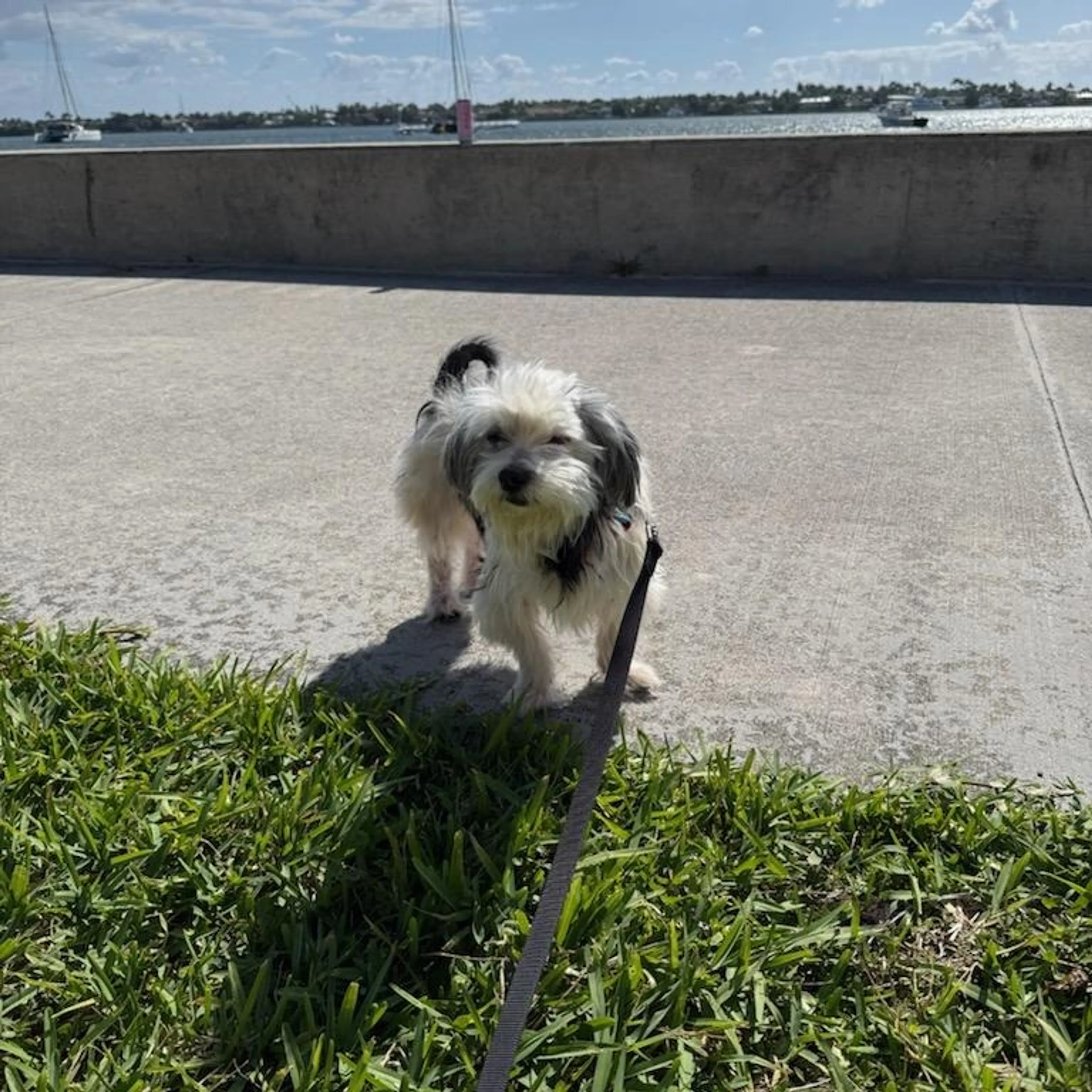 Found pet-6
