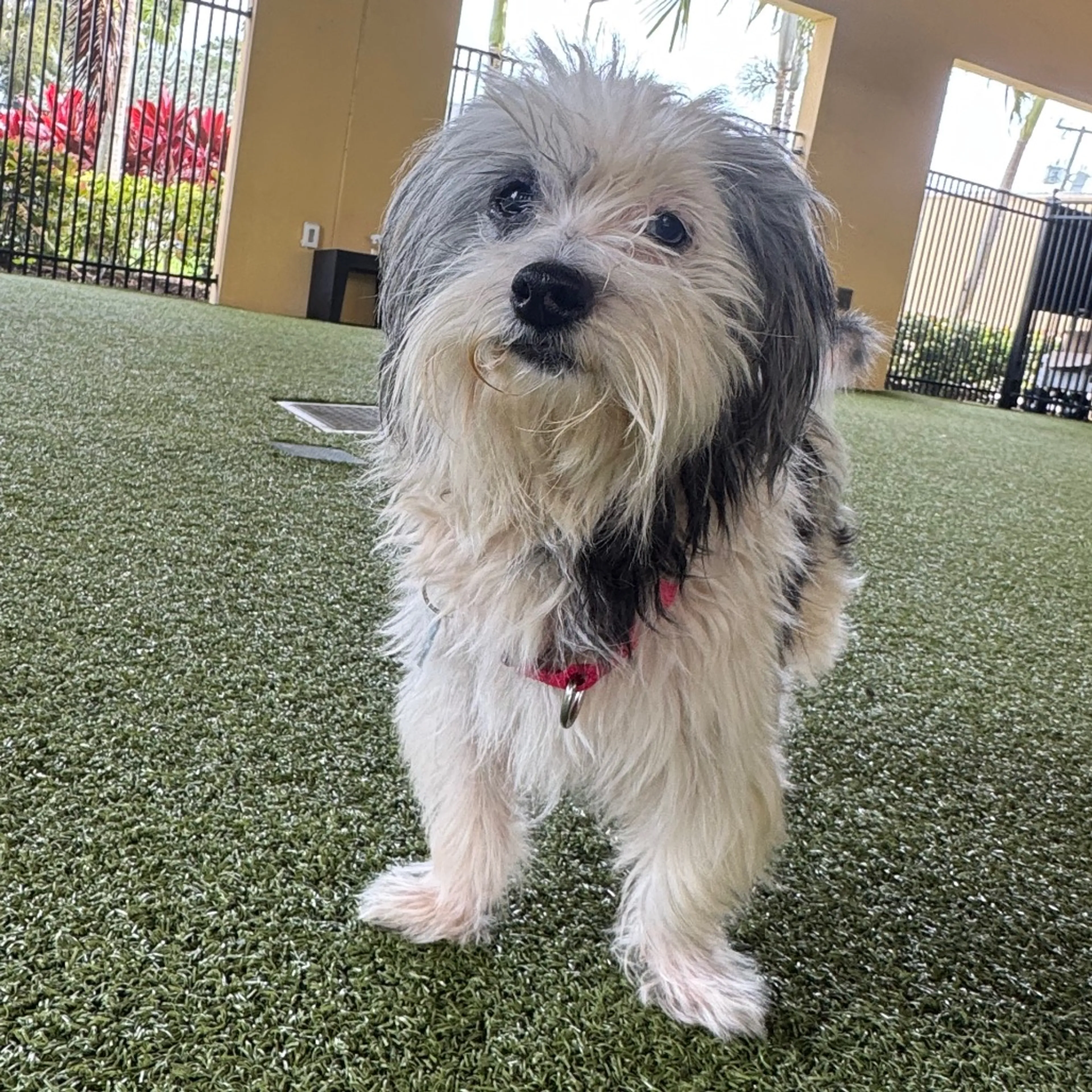 Found pet-4