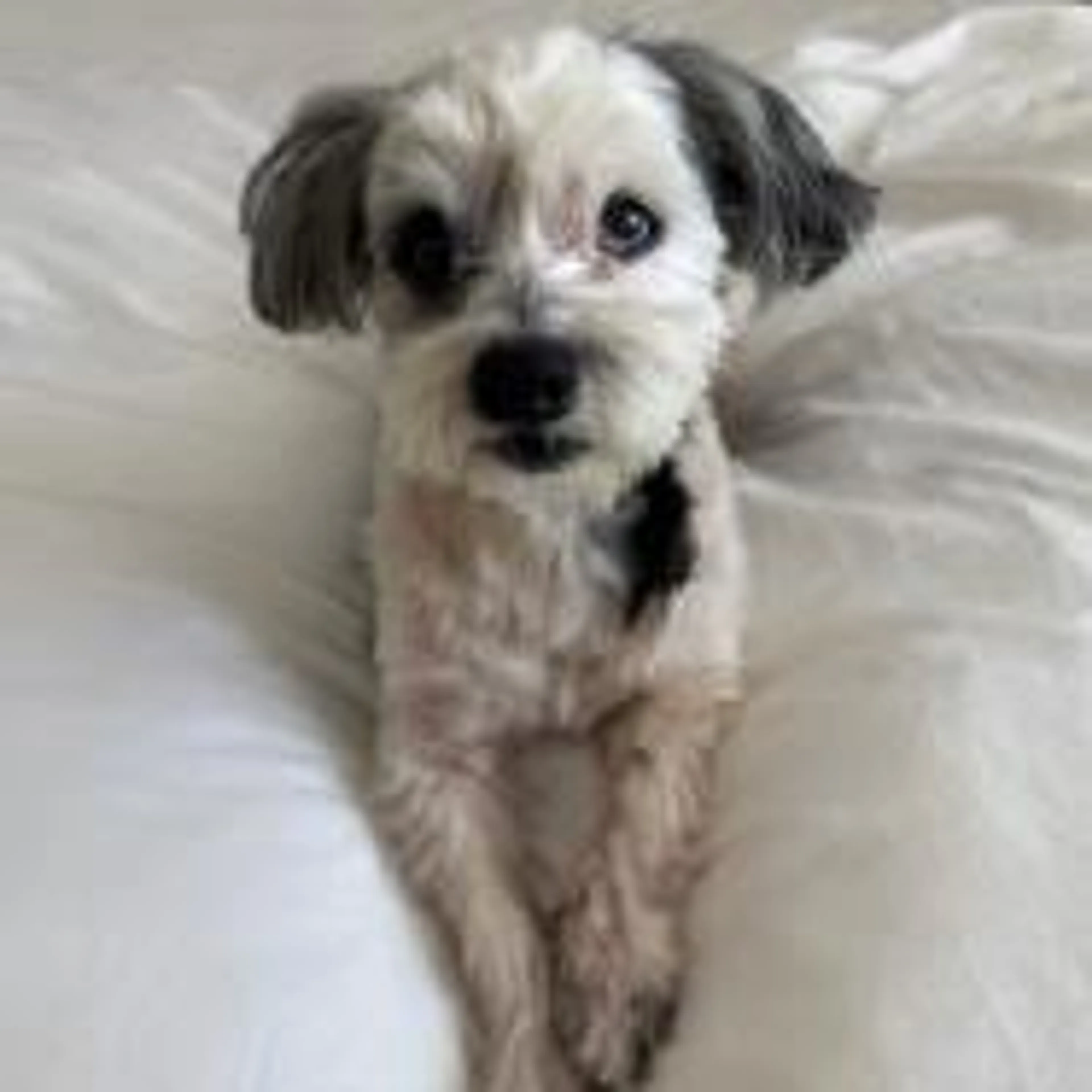 Found pet-0