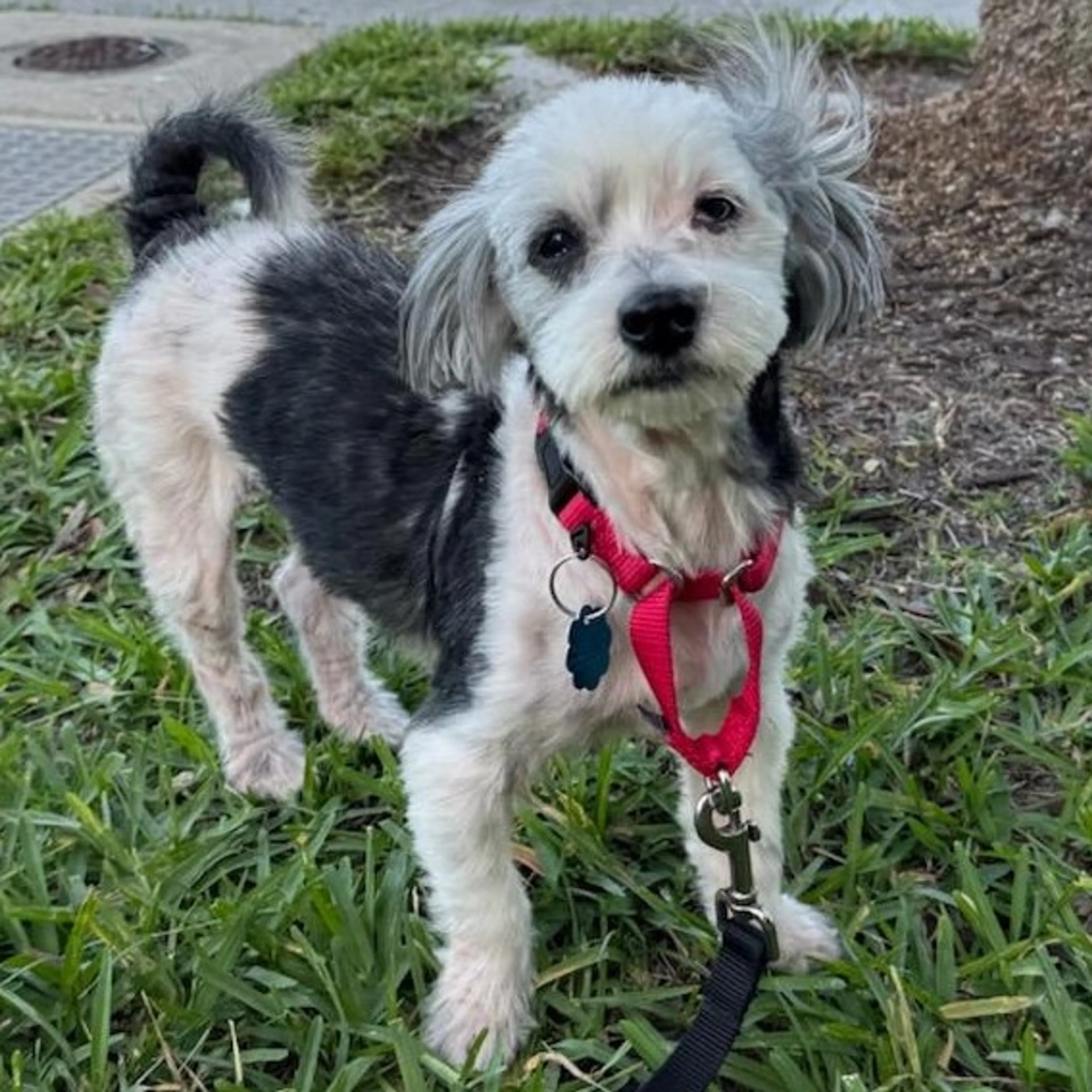 Found pet-9