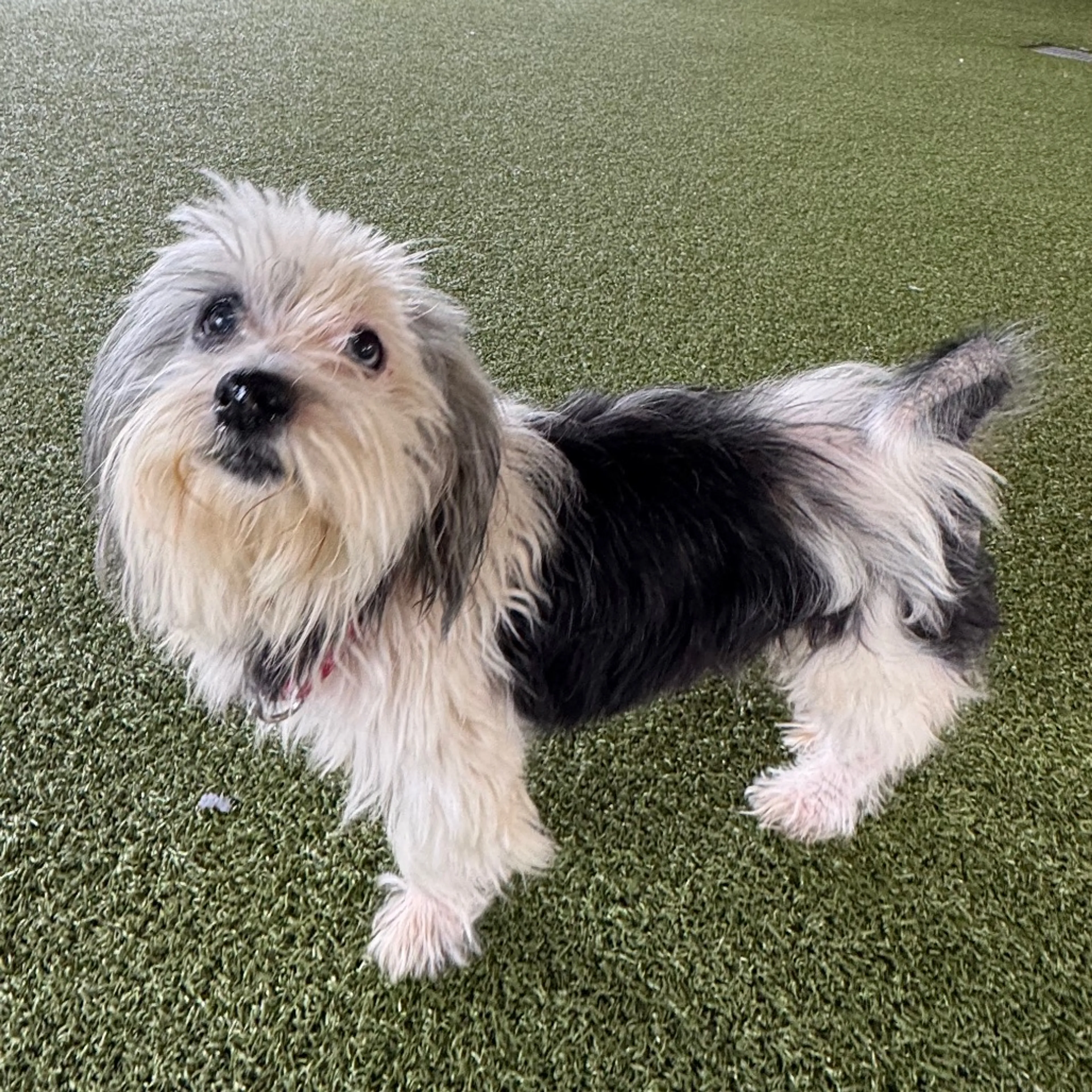 Found pet-2