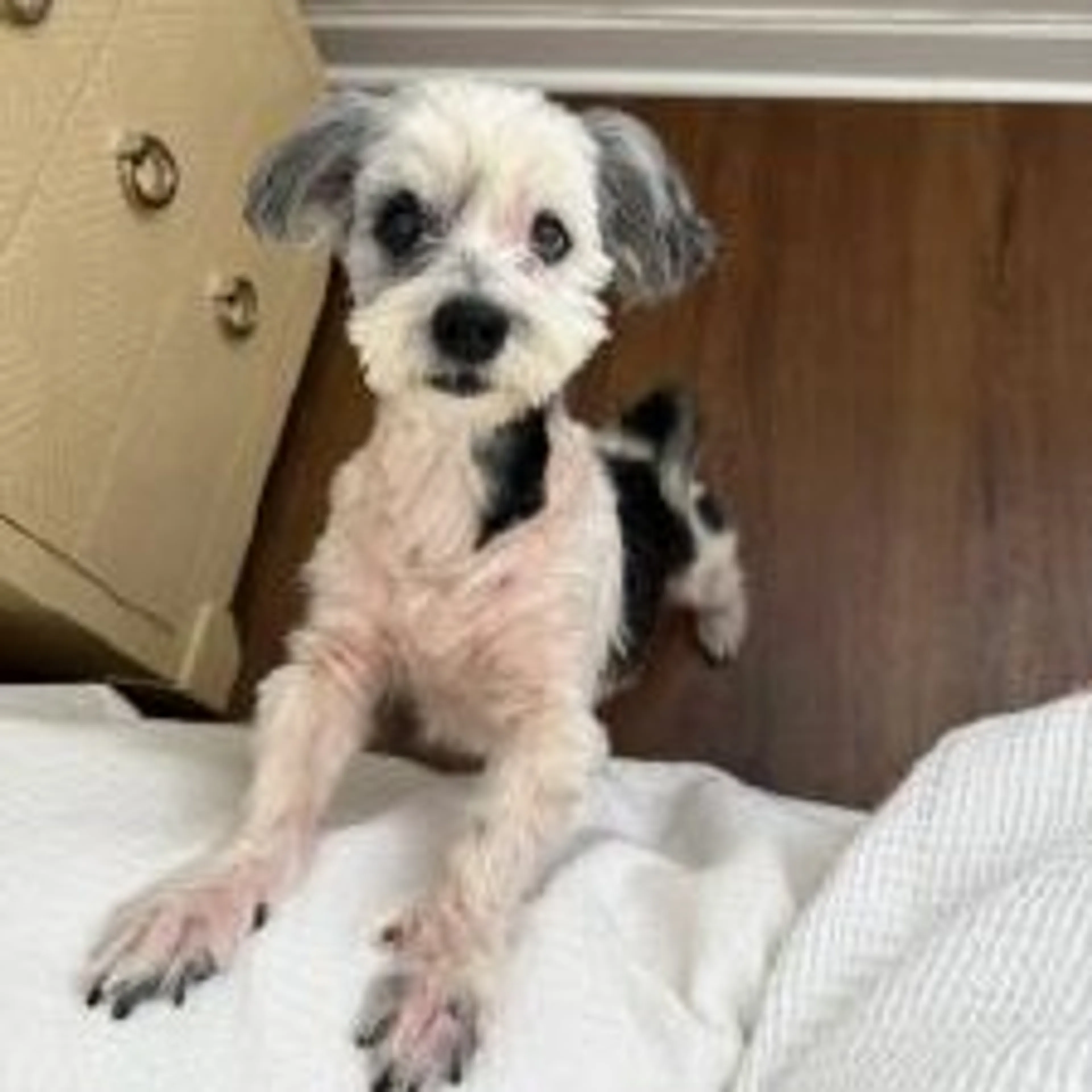 Found pet-11