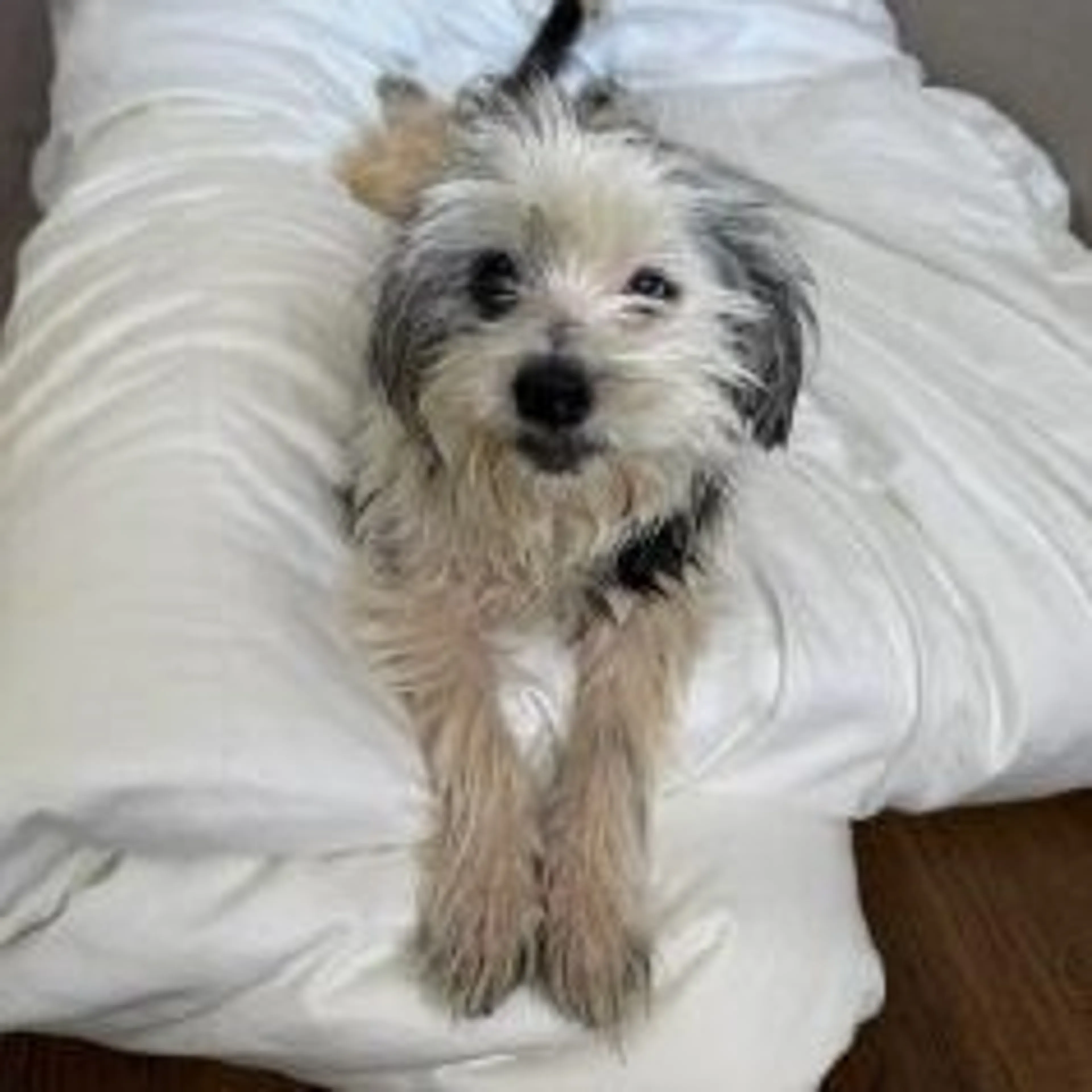 Found pet-8