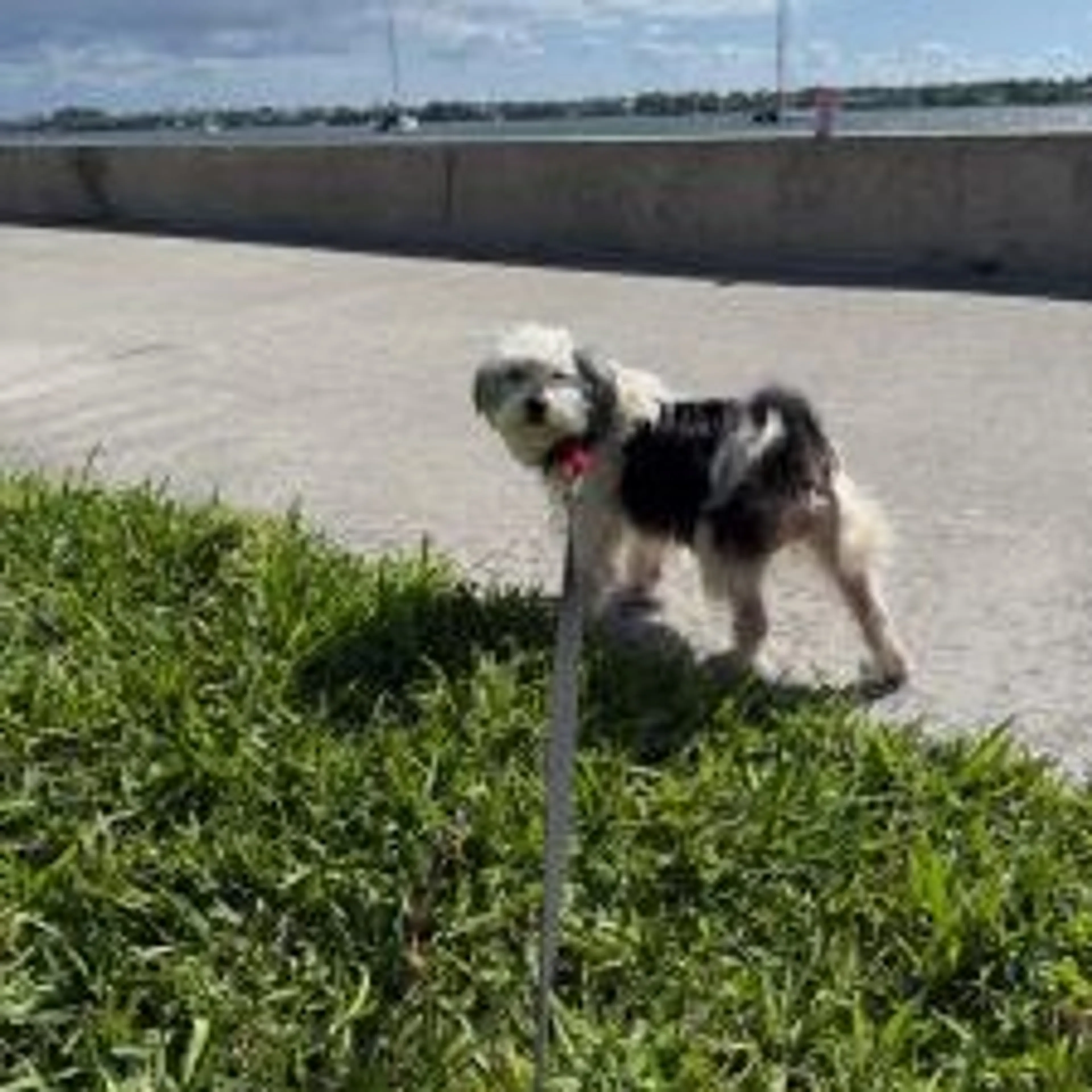 Found pet-5