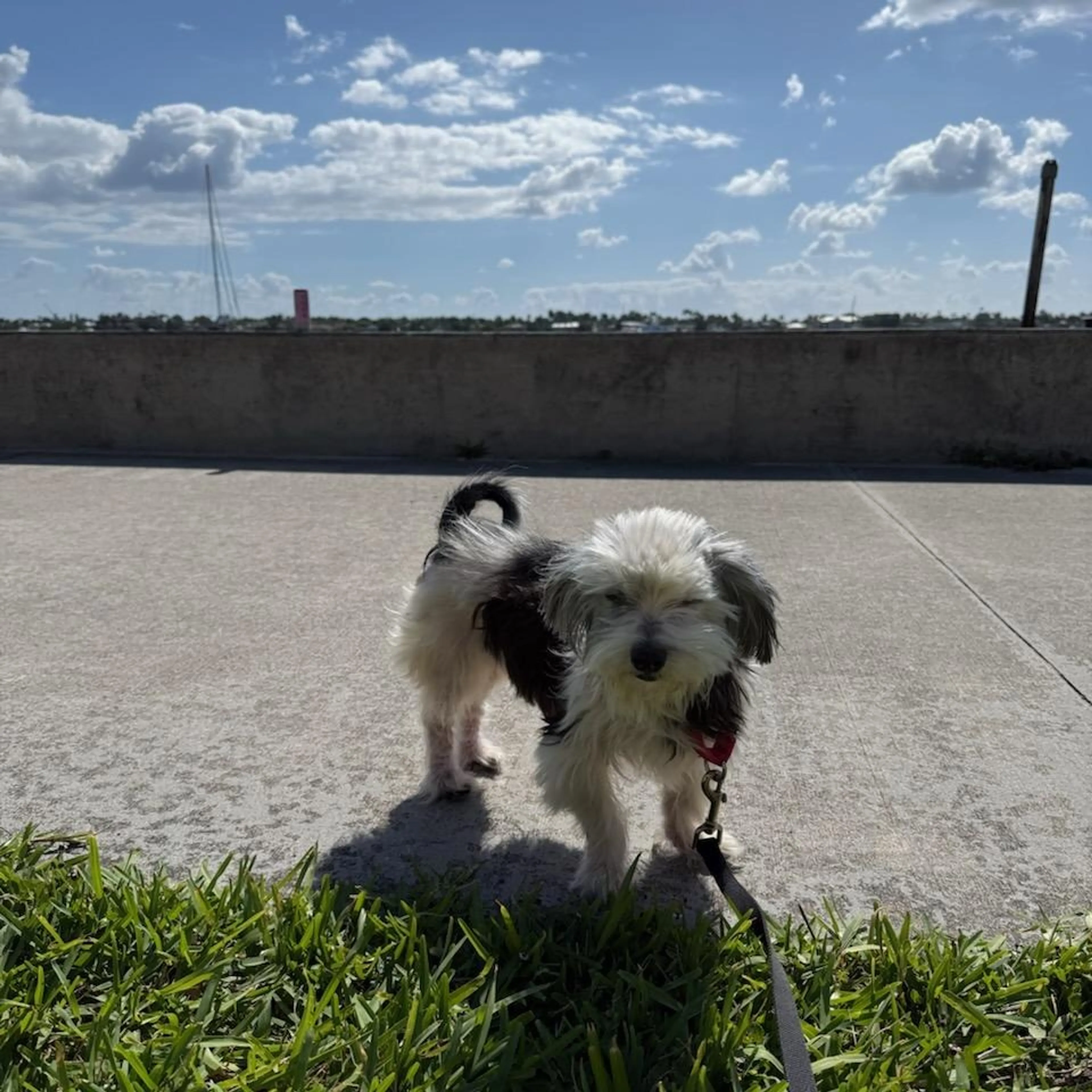 Found pet-7