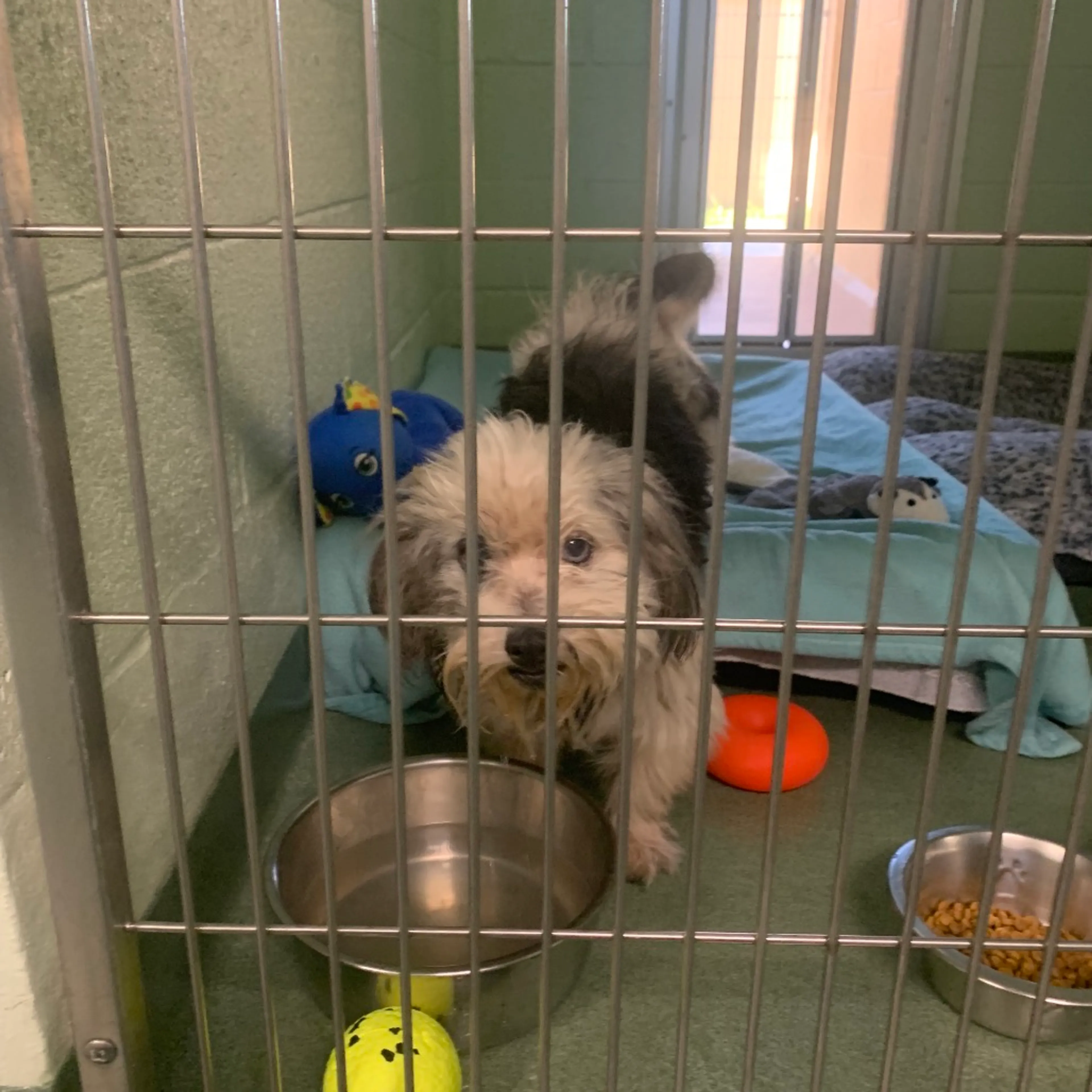 Found pet-1