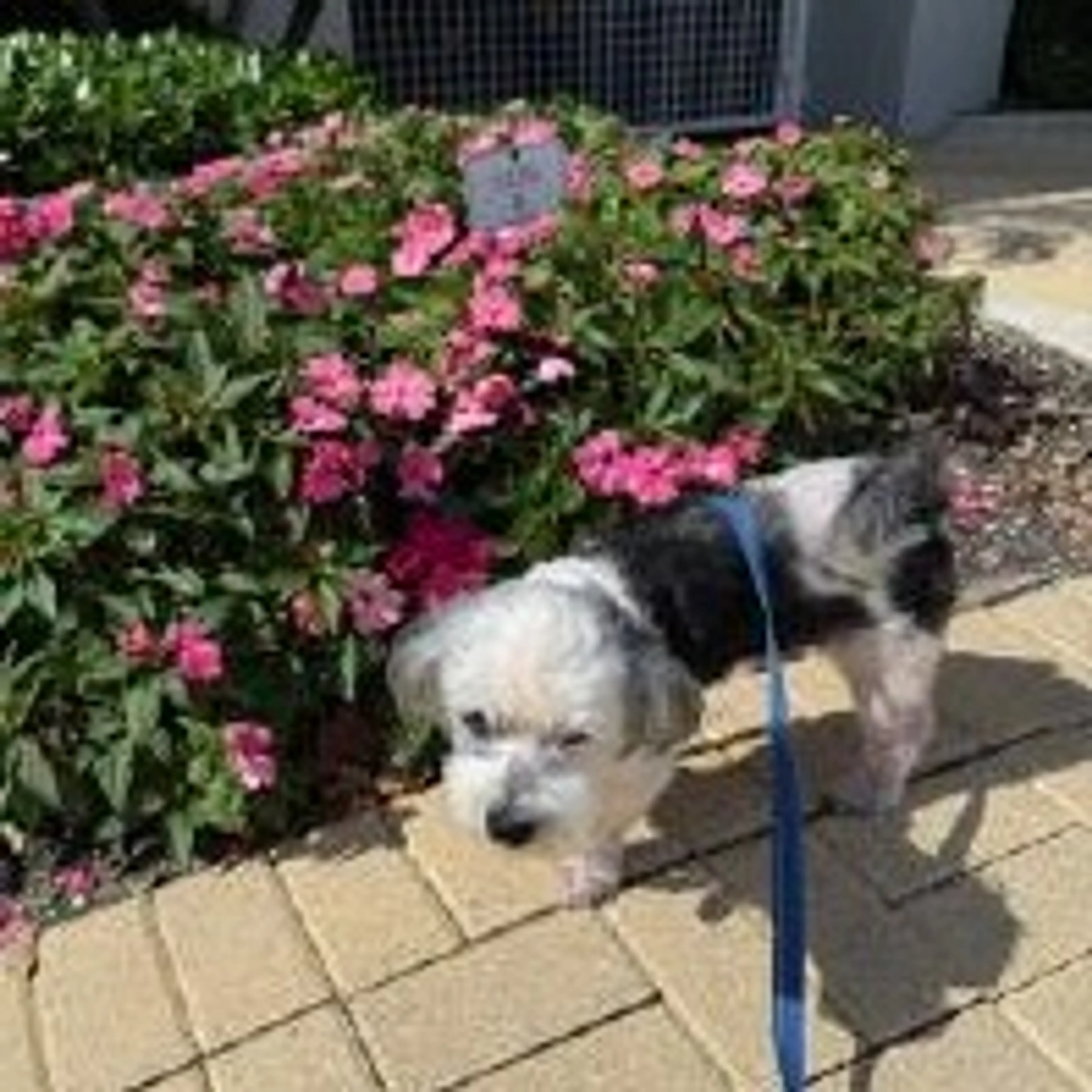 Found pet-10
