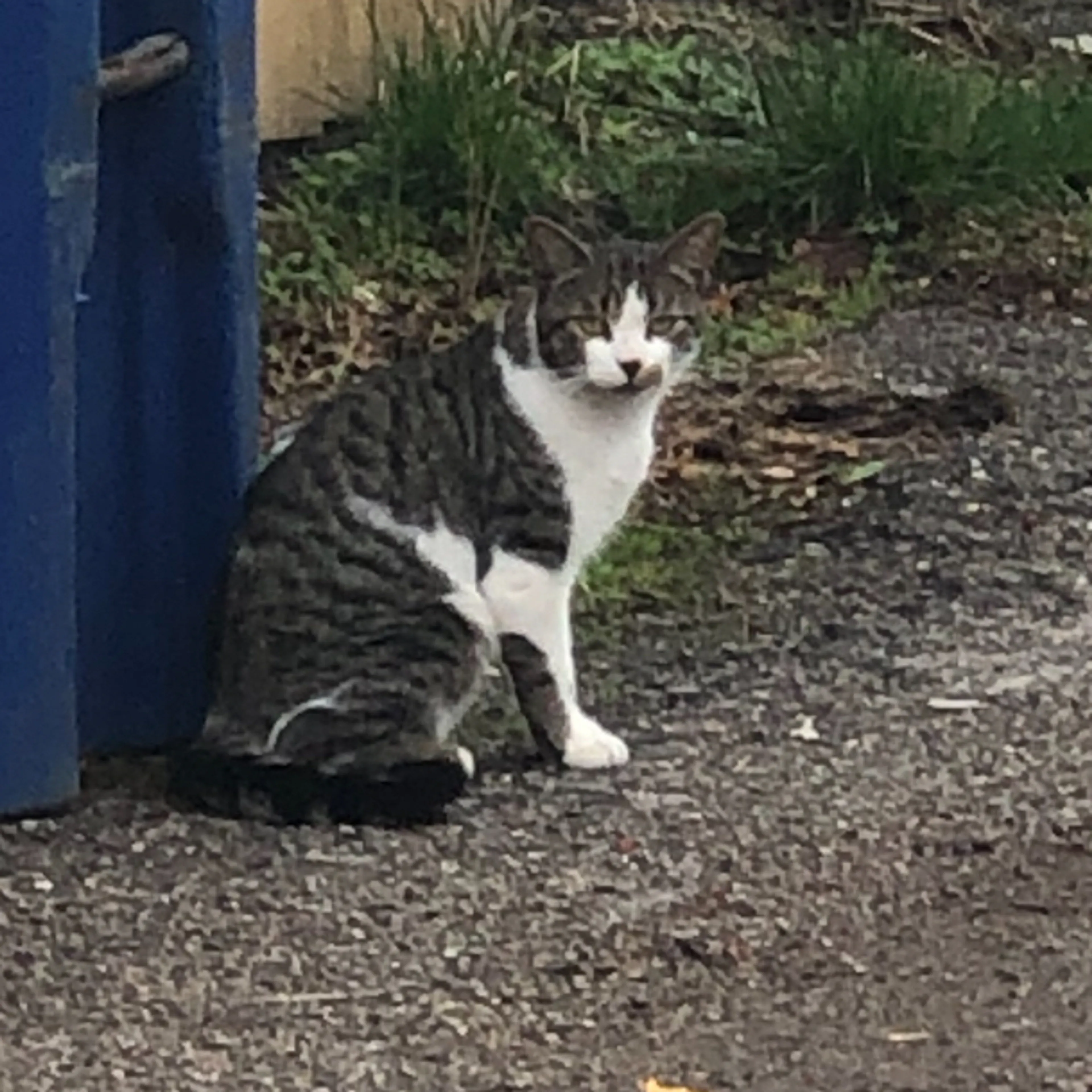 Found pet-1