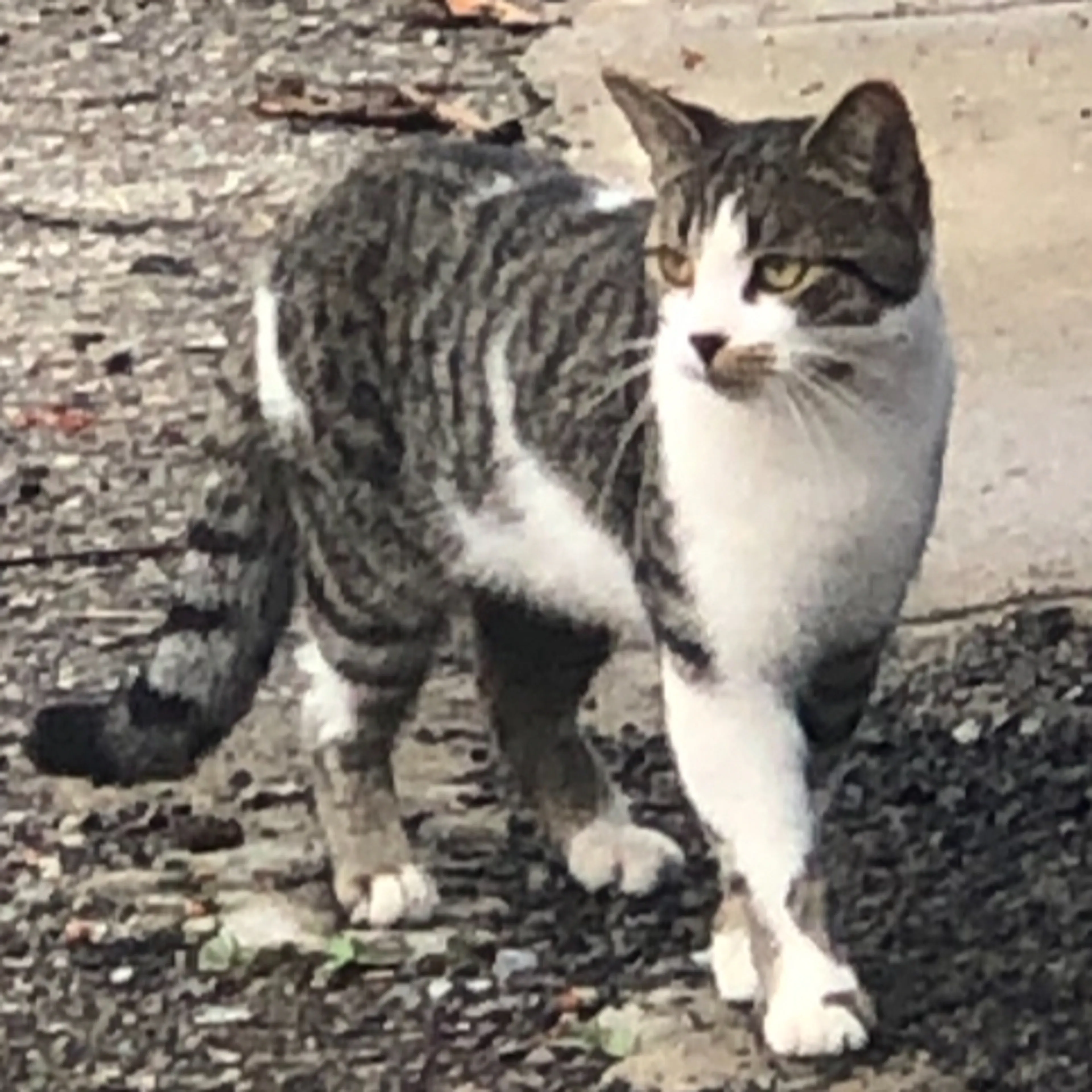 Found pet-3