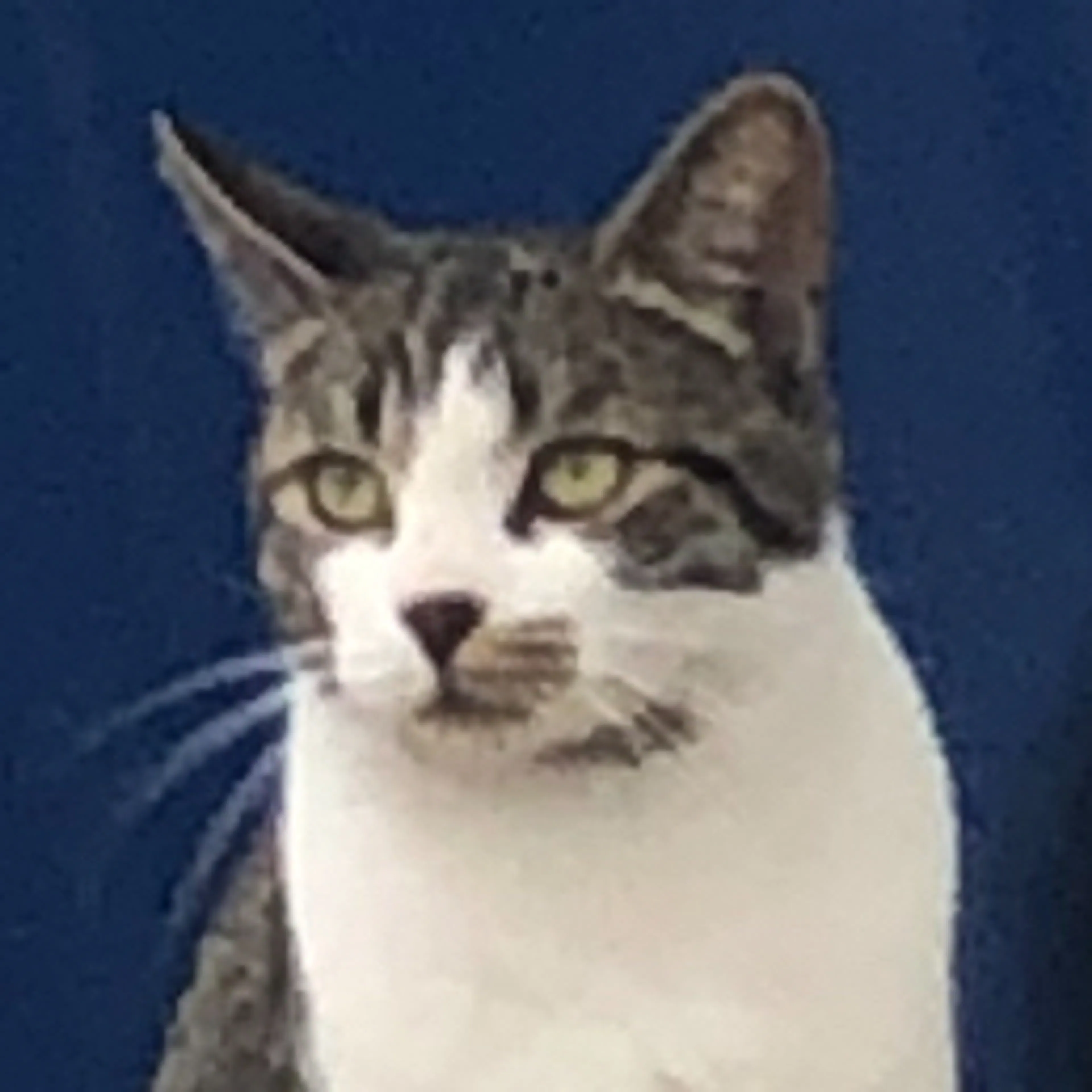 Found pet-2