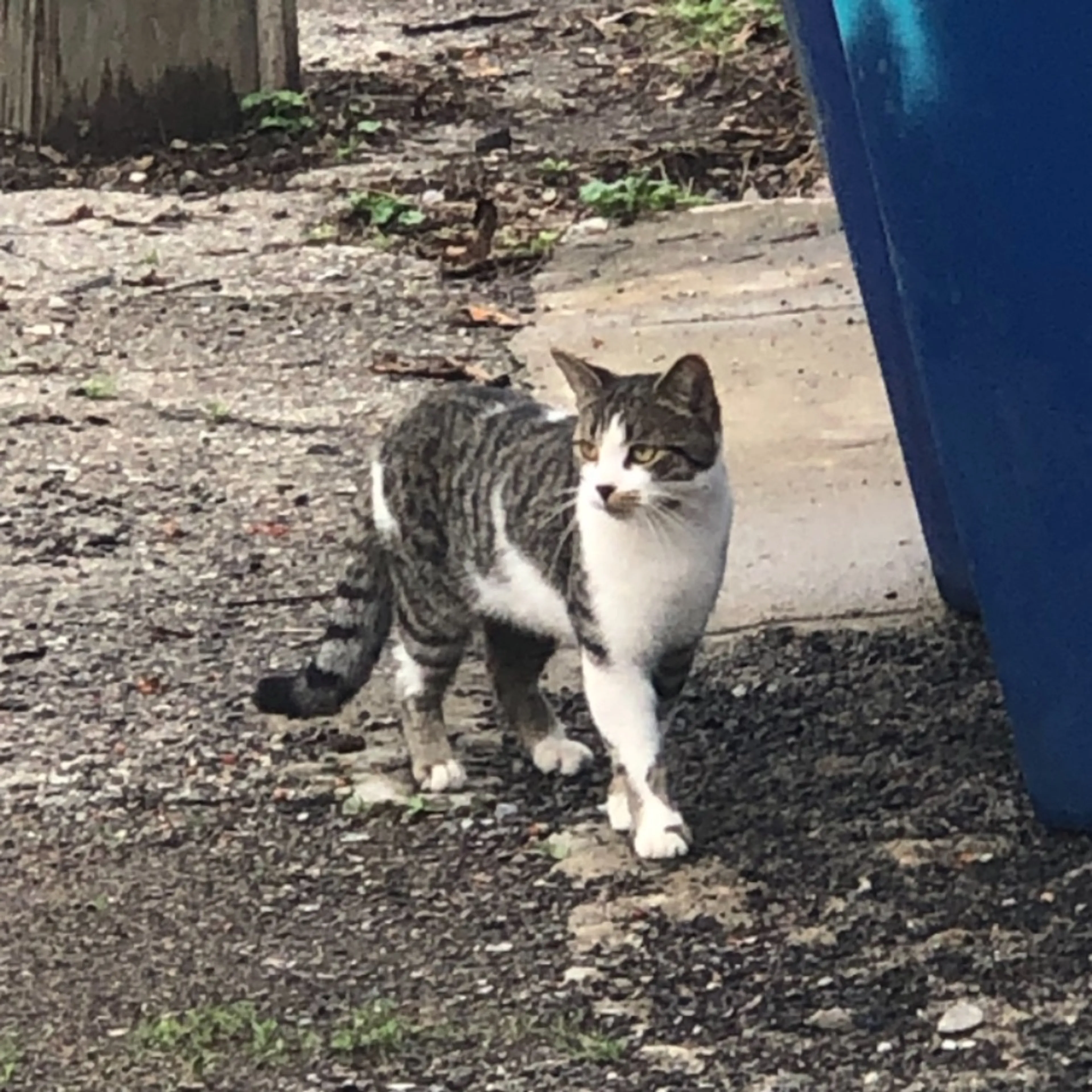 Found pet-0