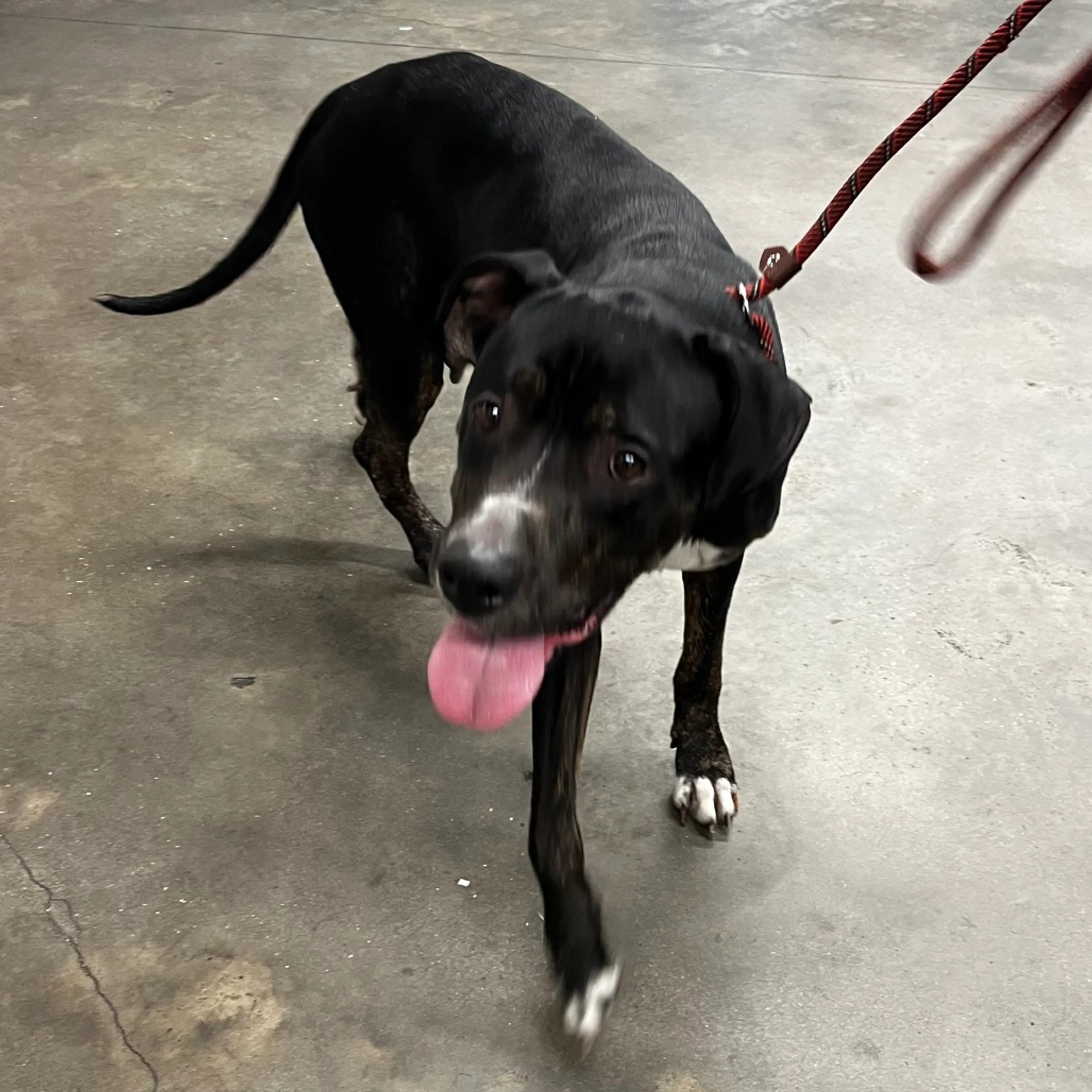 Found pet-1