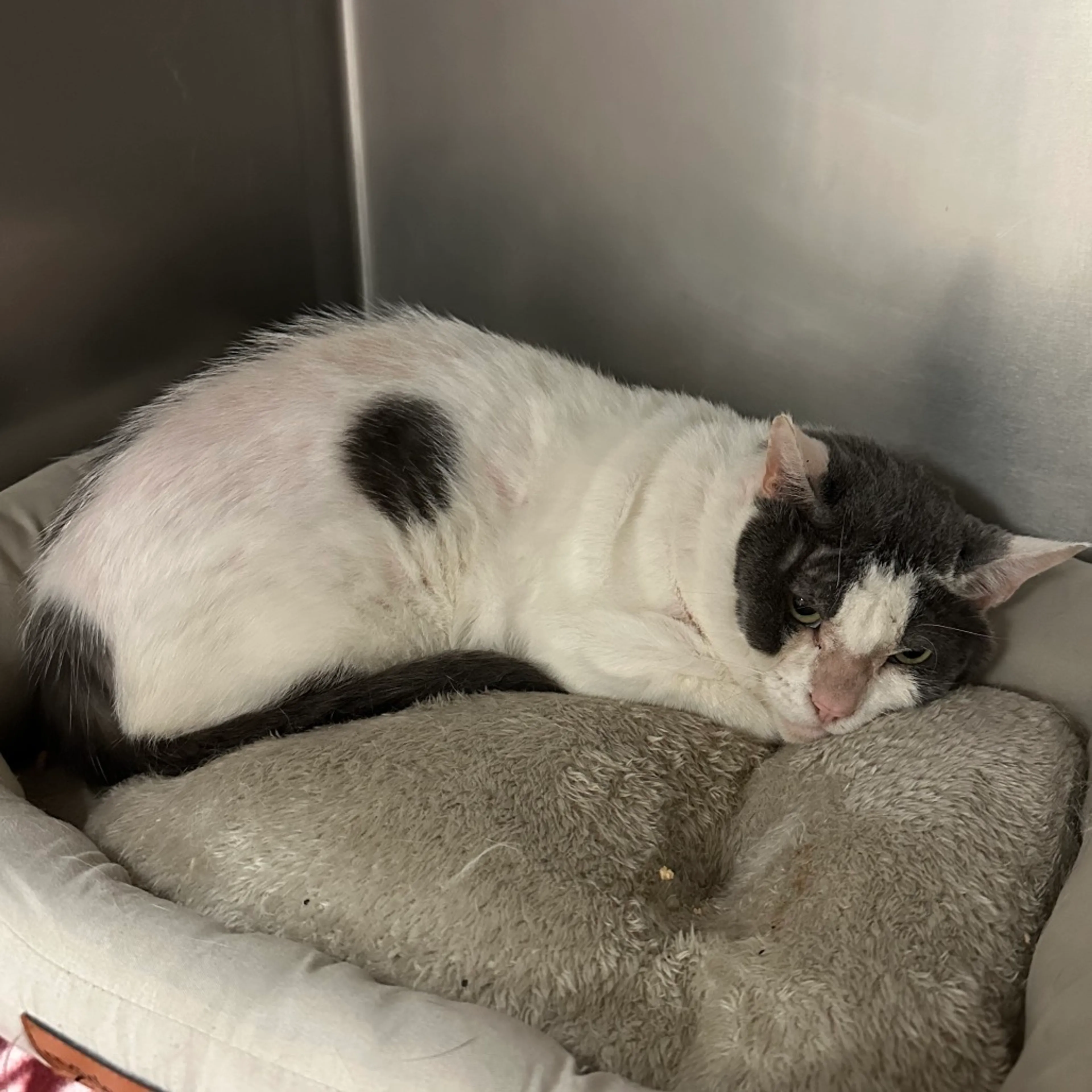 Found pet-2