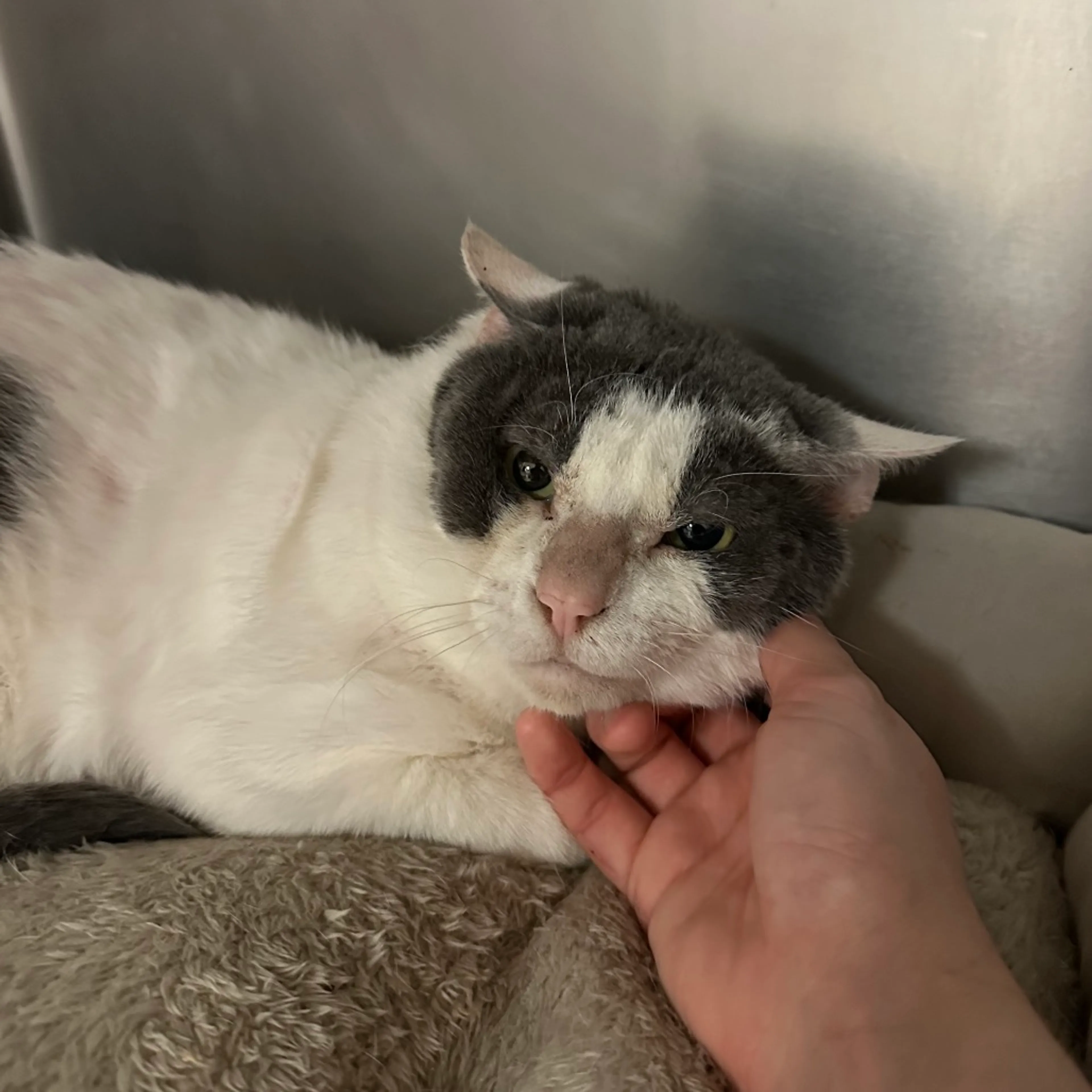 Found pet-1