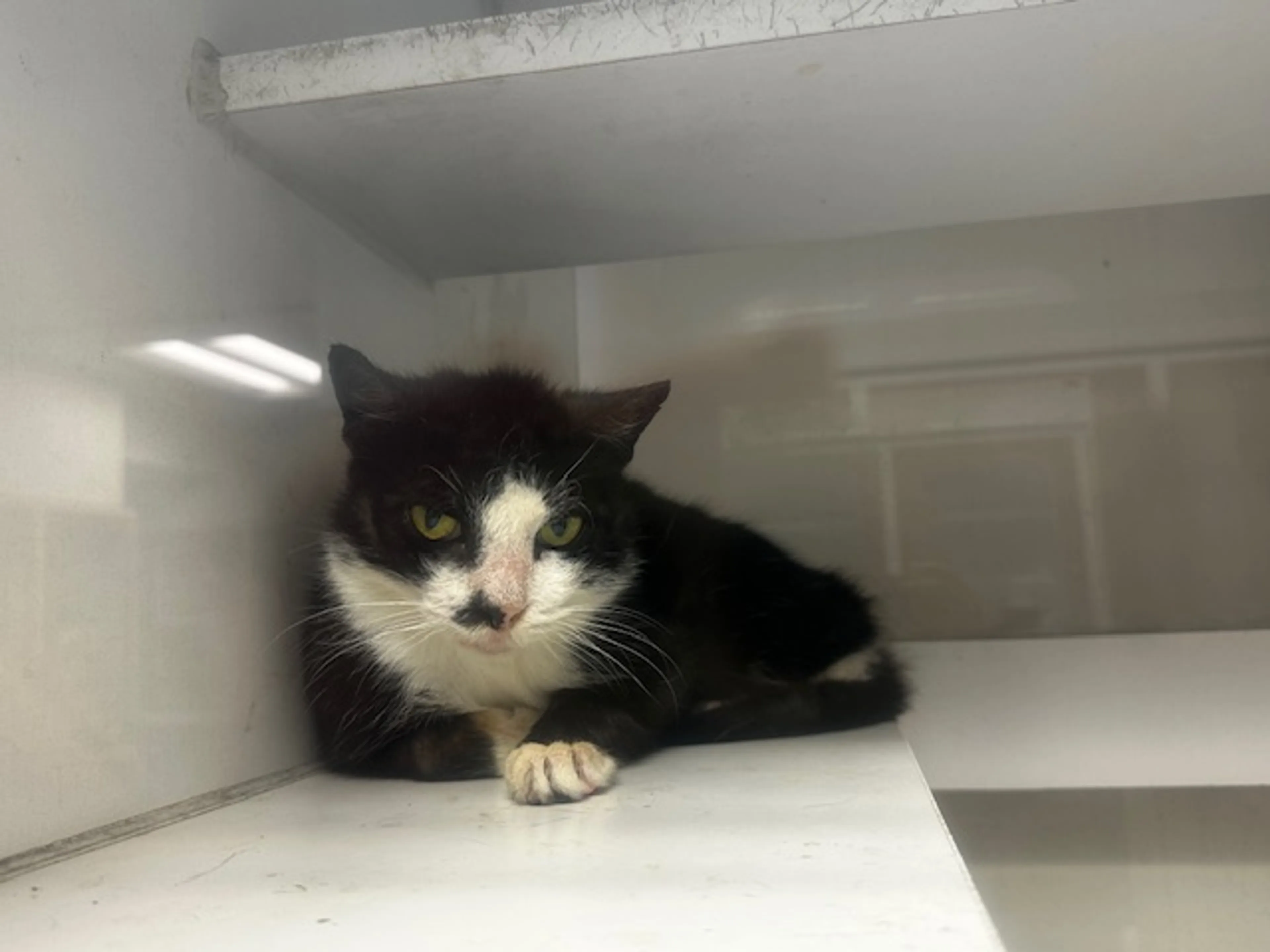 Found pet