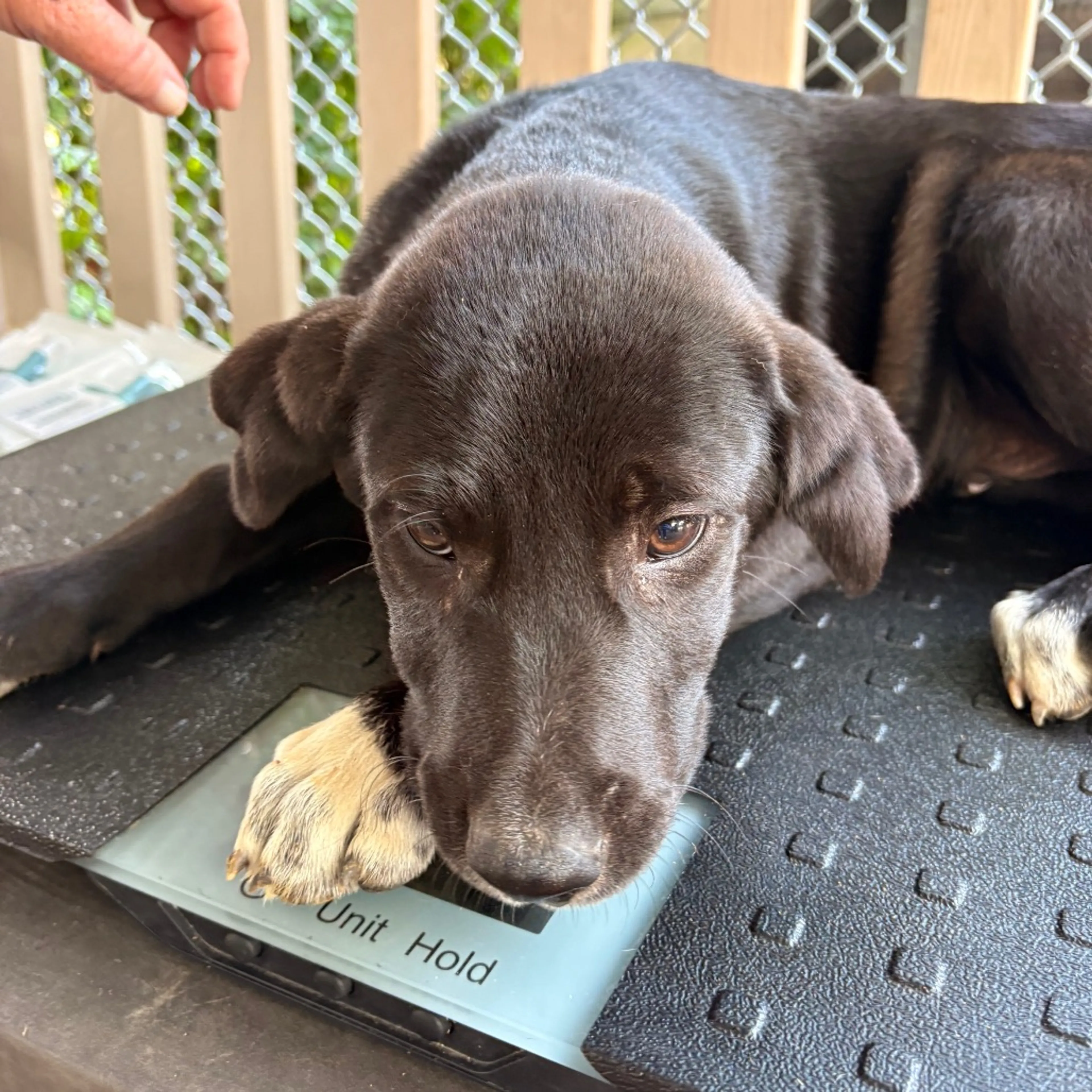 Found pet-1