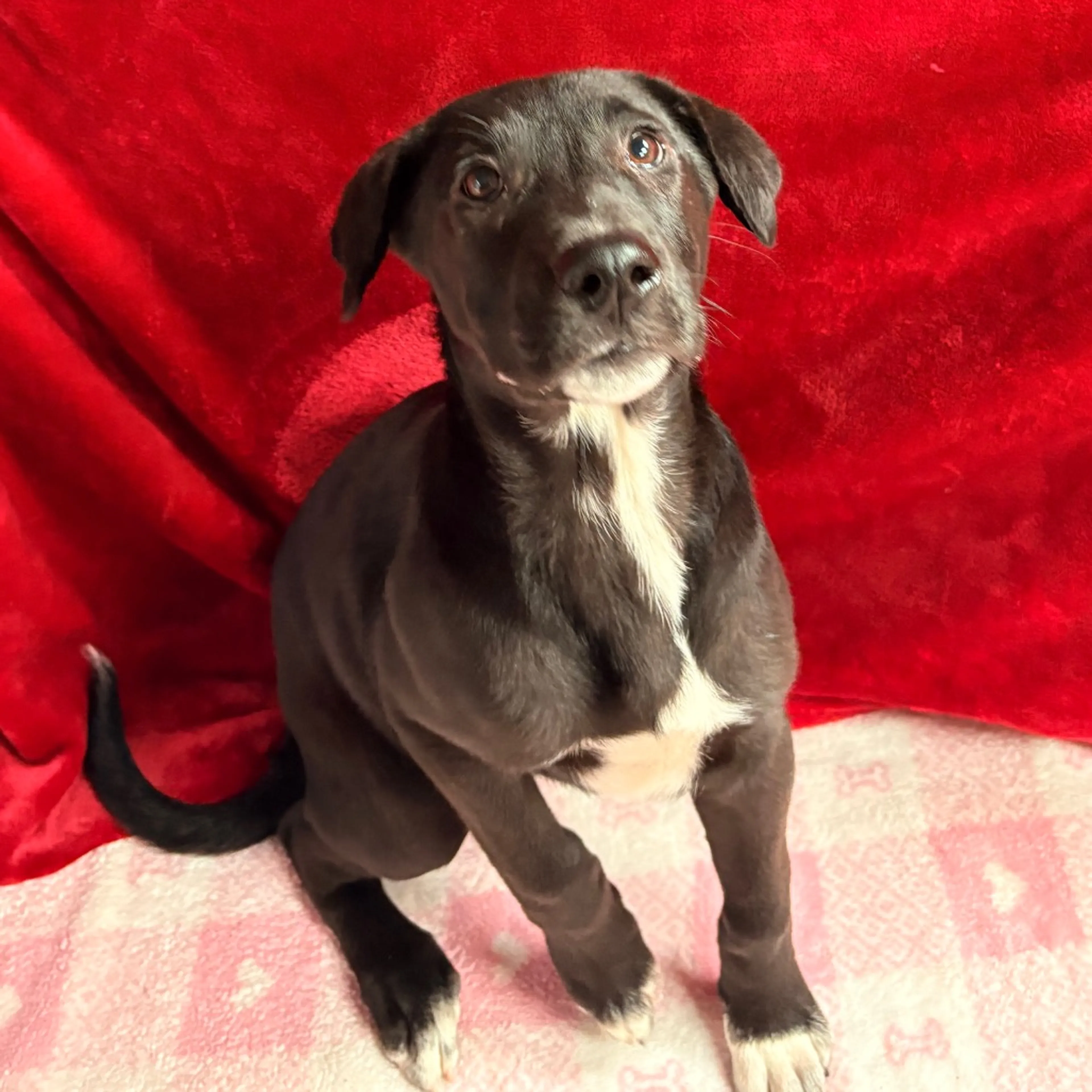 Found pet-0