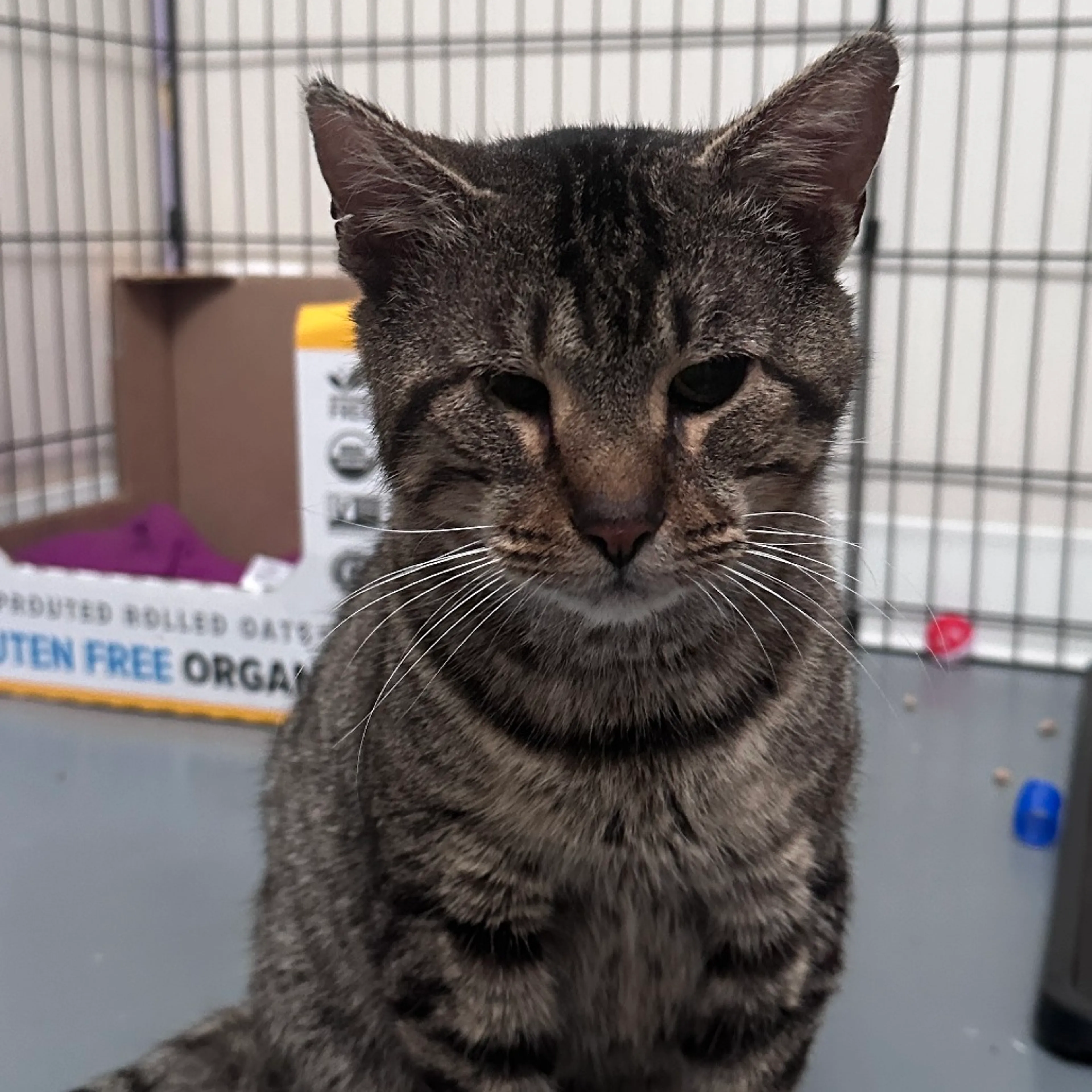Found pet-4
