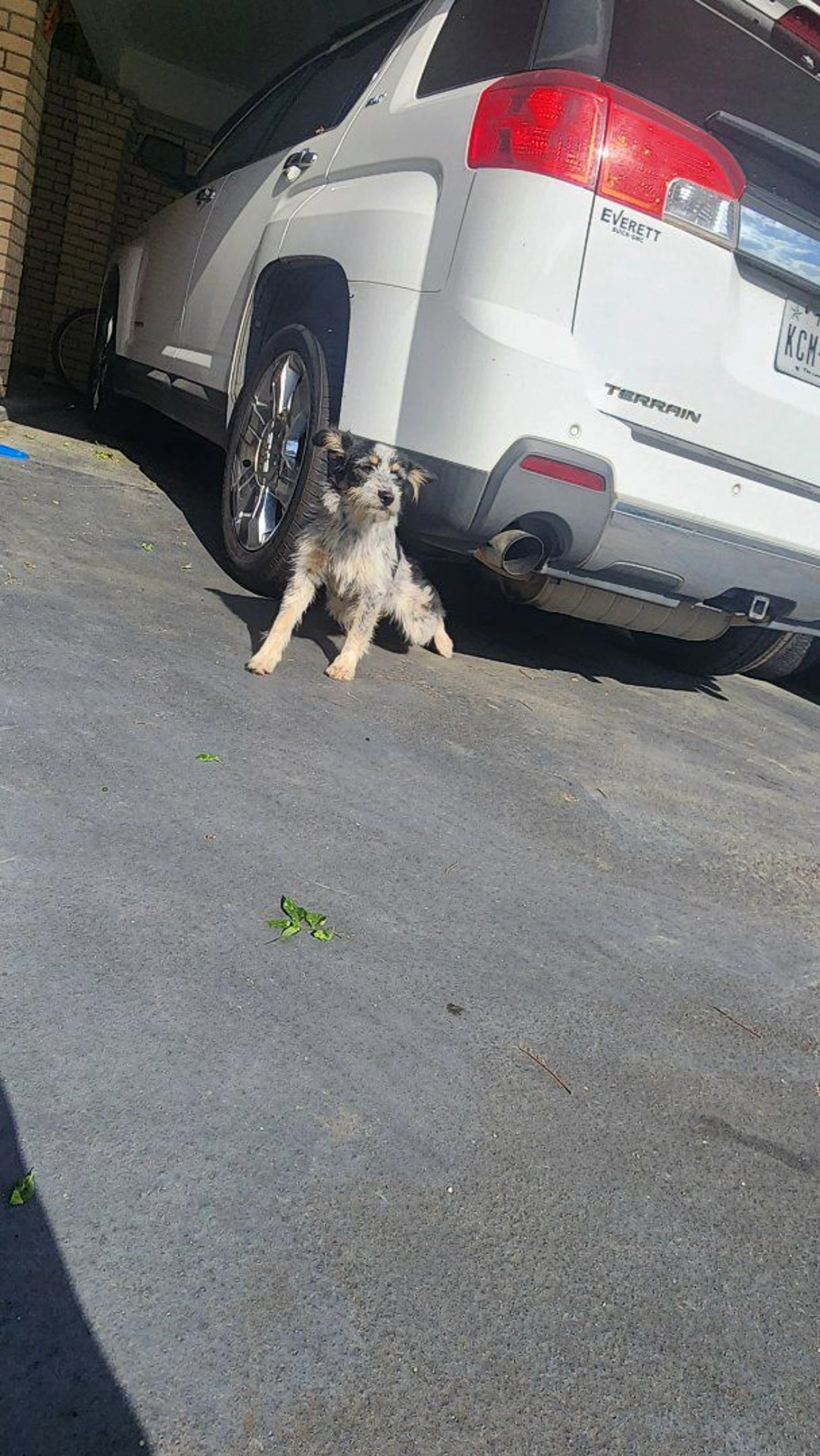Lost pet-0
