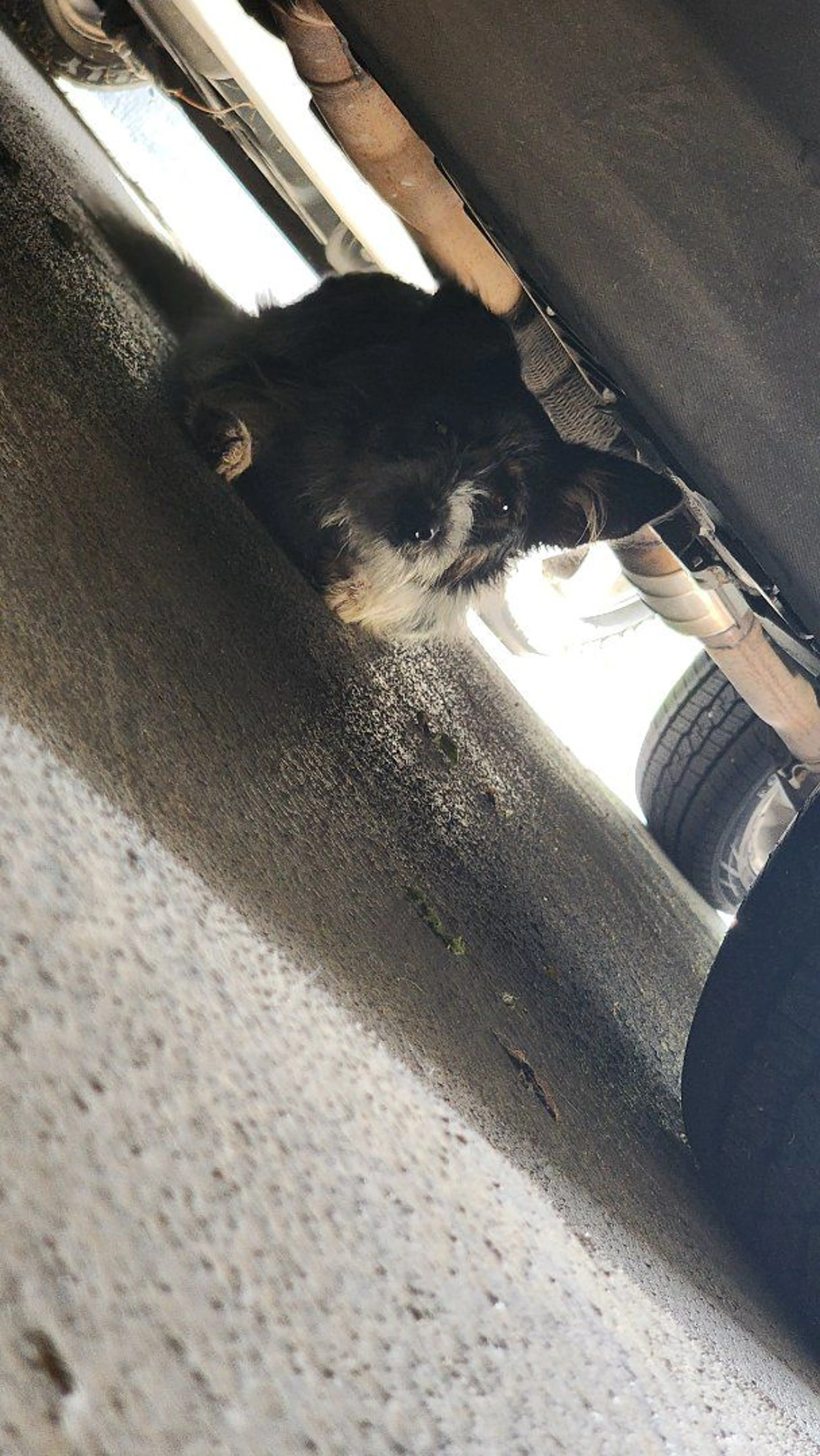 Lost pet-1