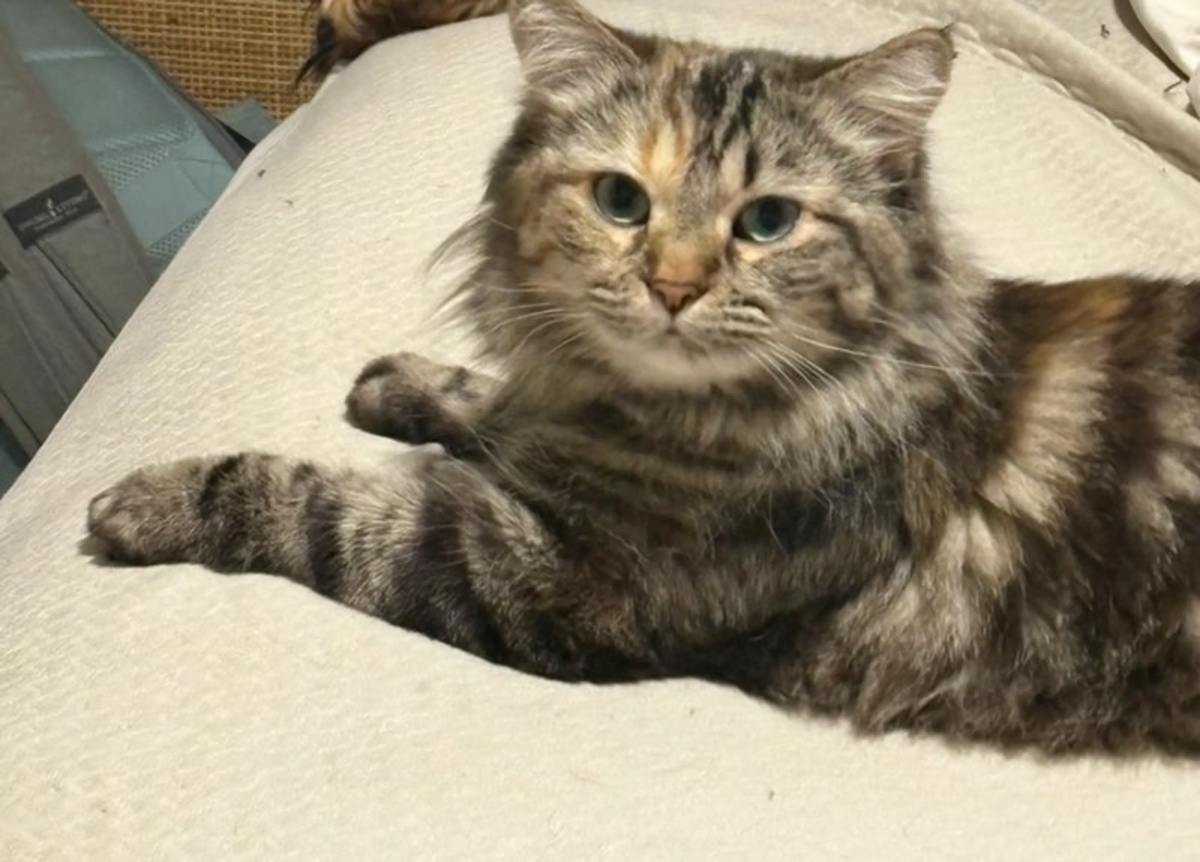 Lost pet-2