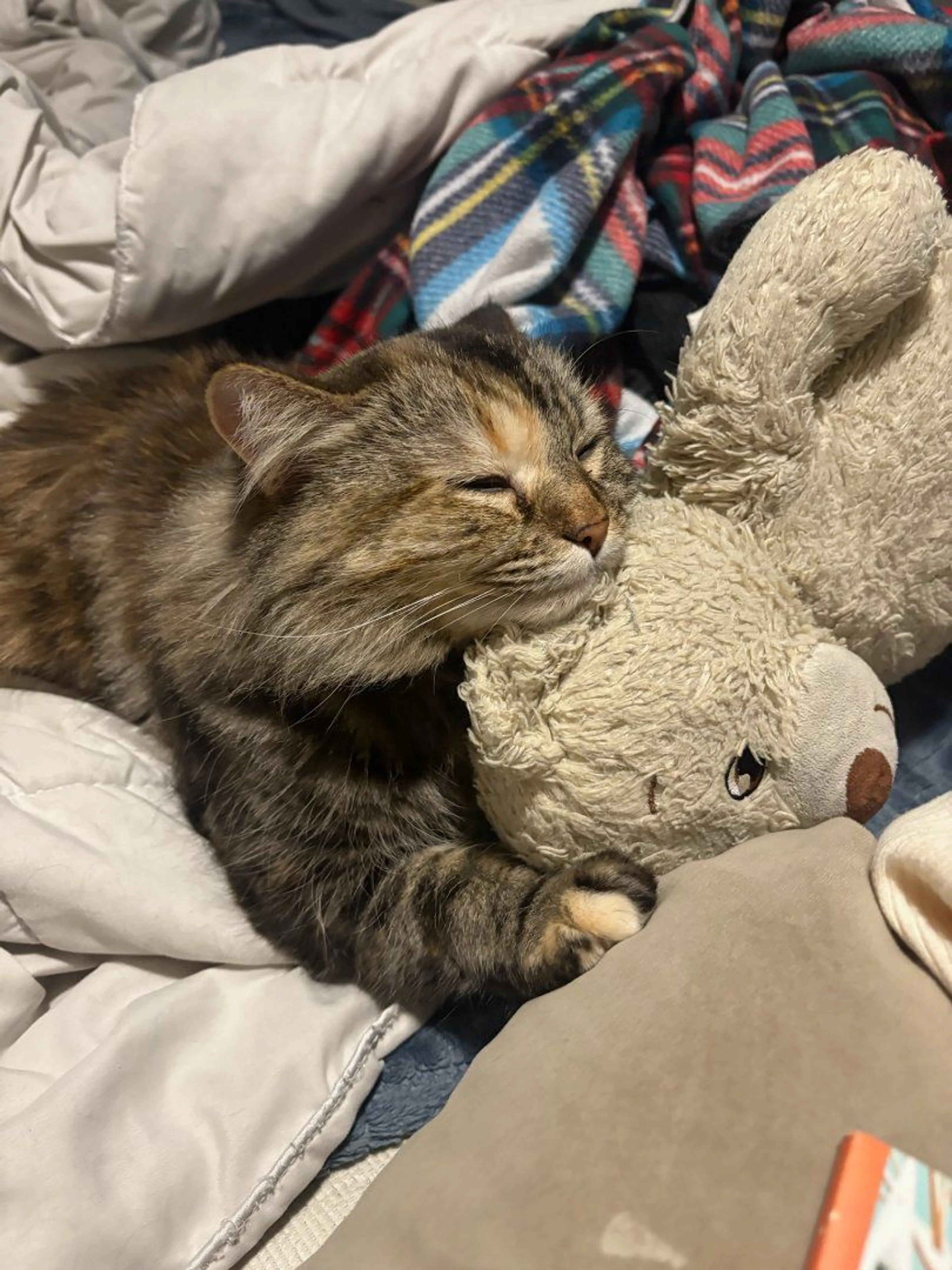 Lost pet-4