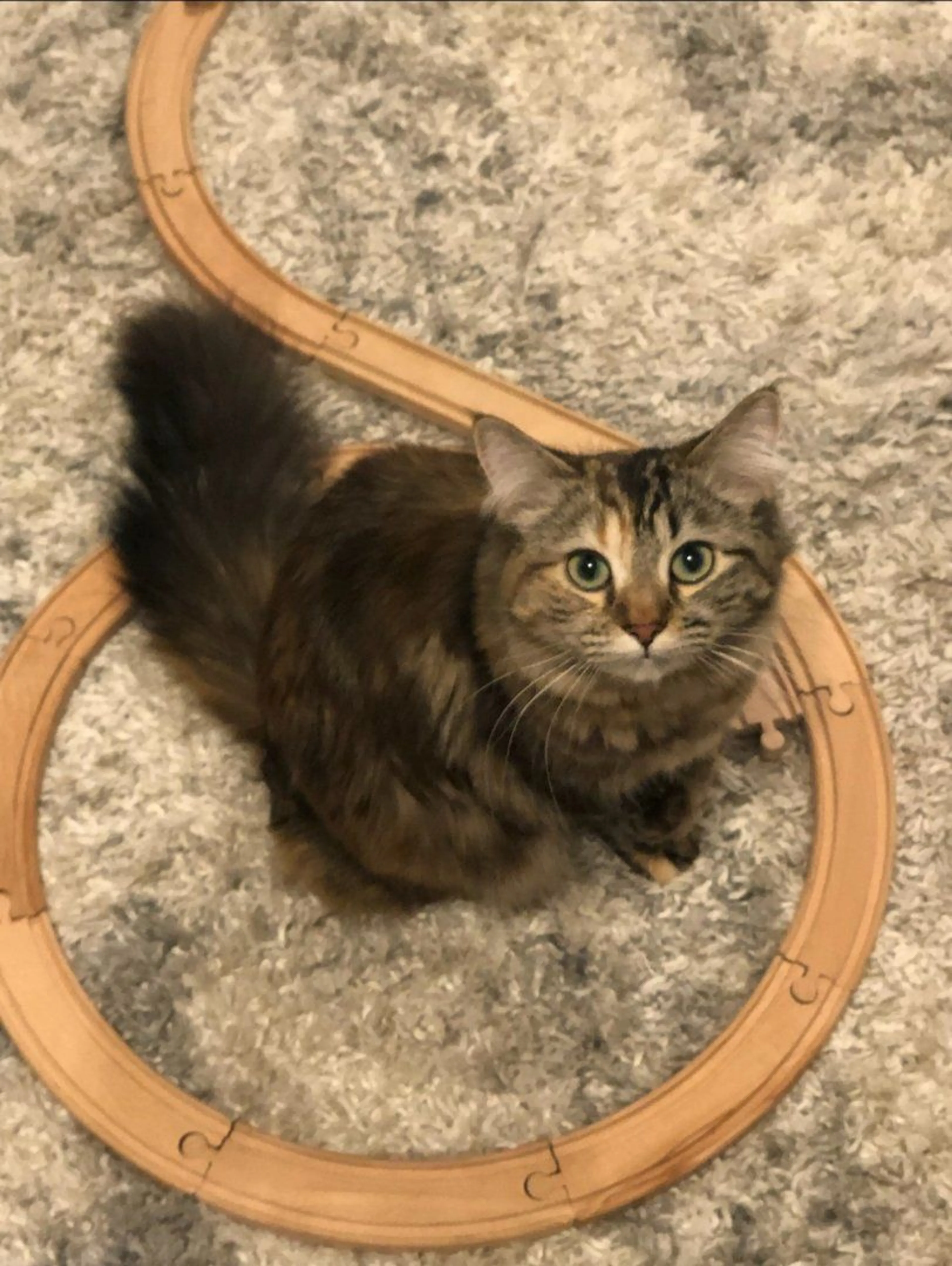 Lost pet-1