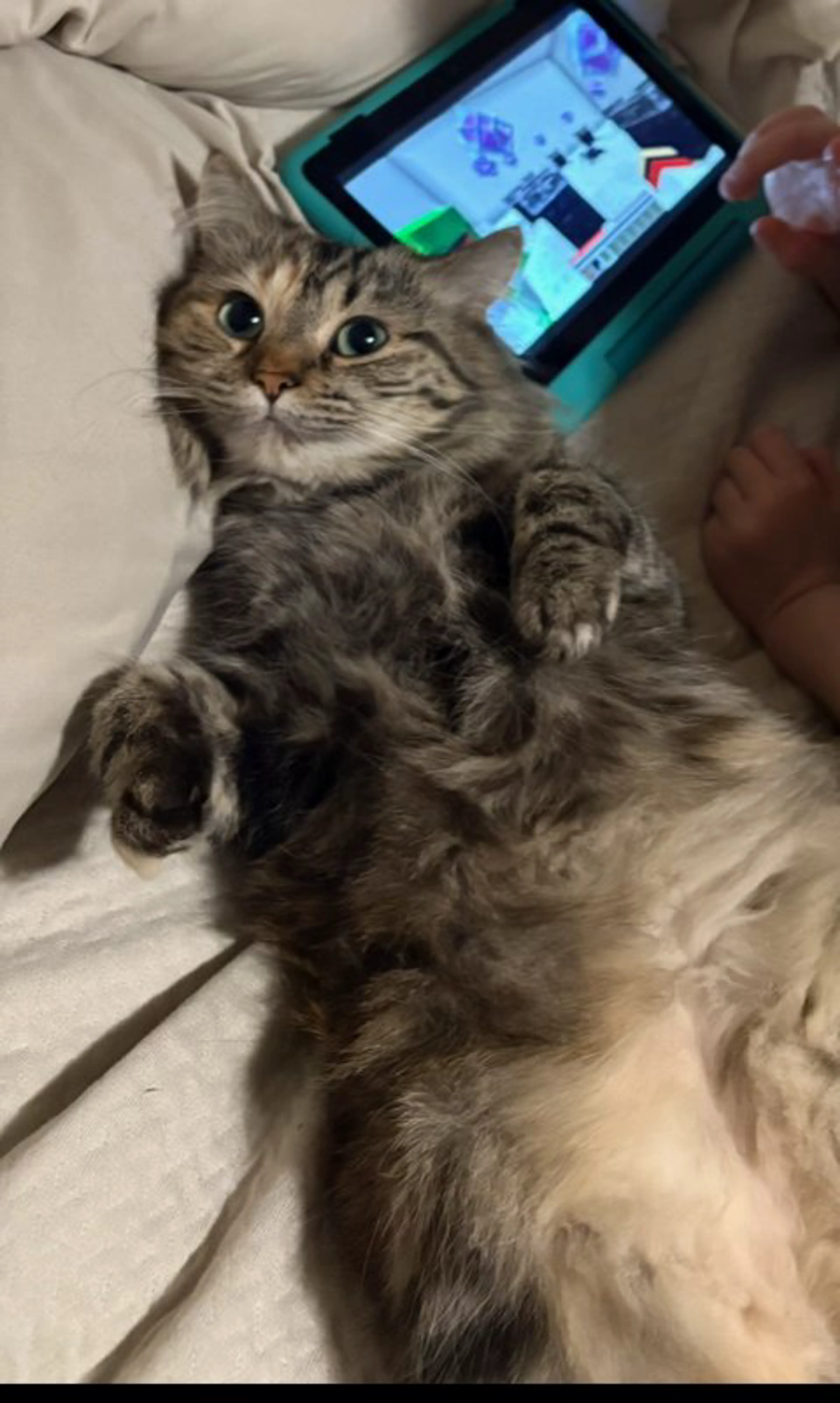 Lost pet-3