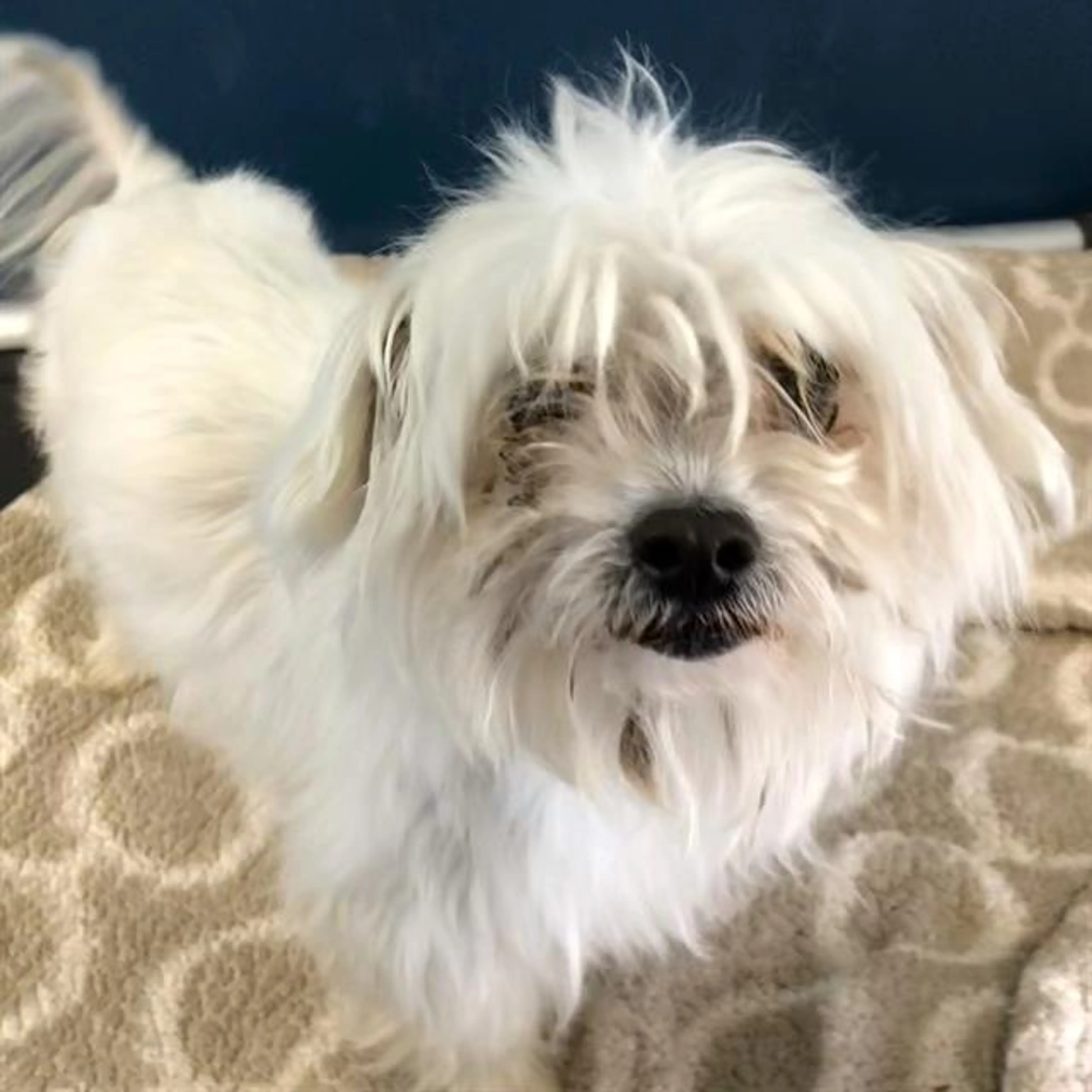 Found pet