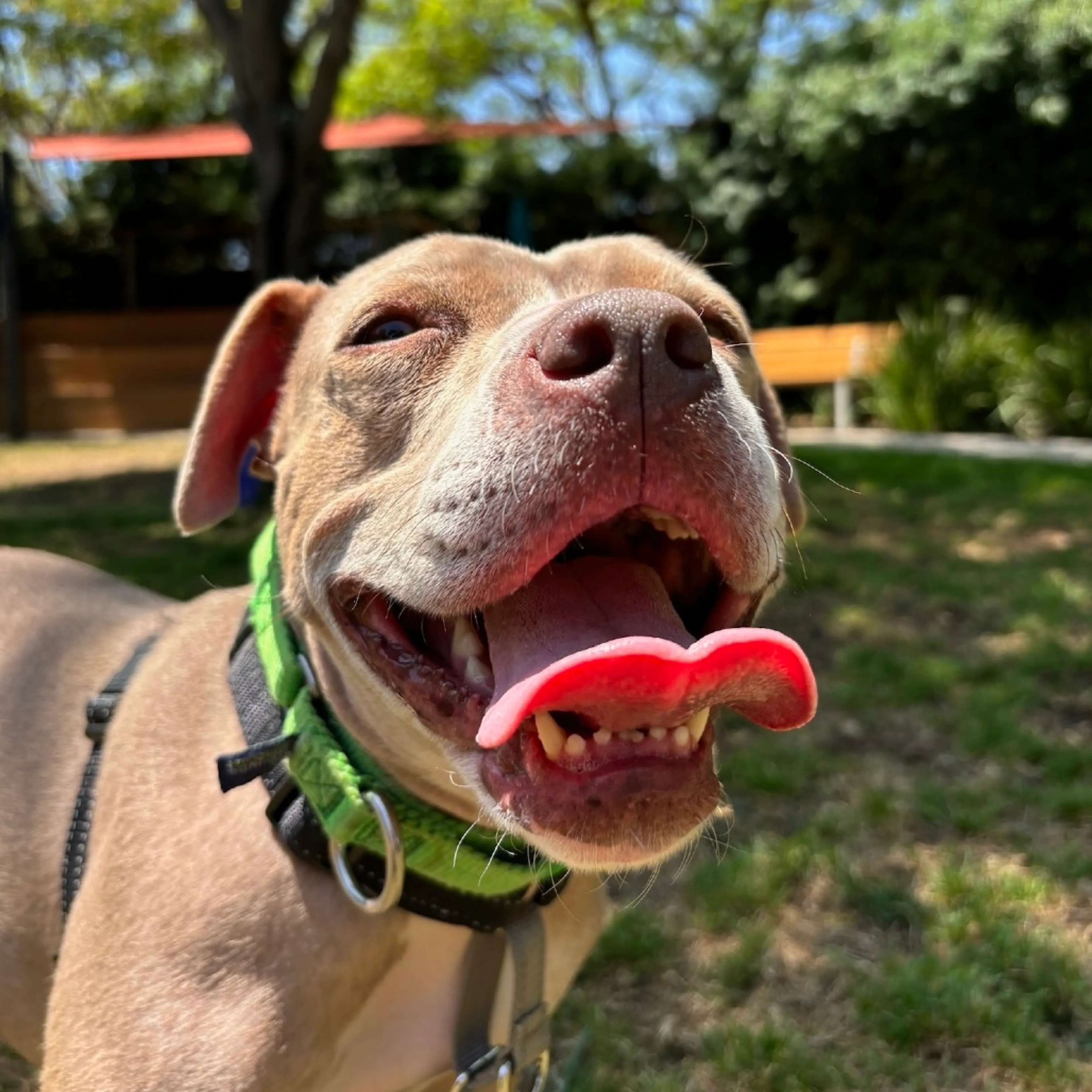 Found pet-3