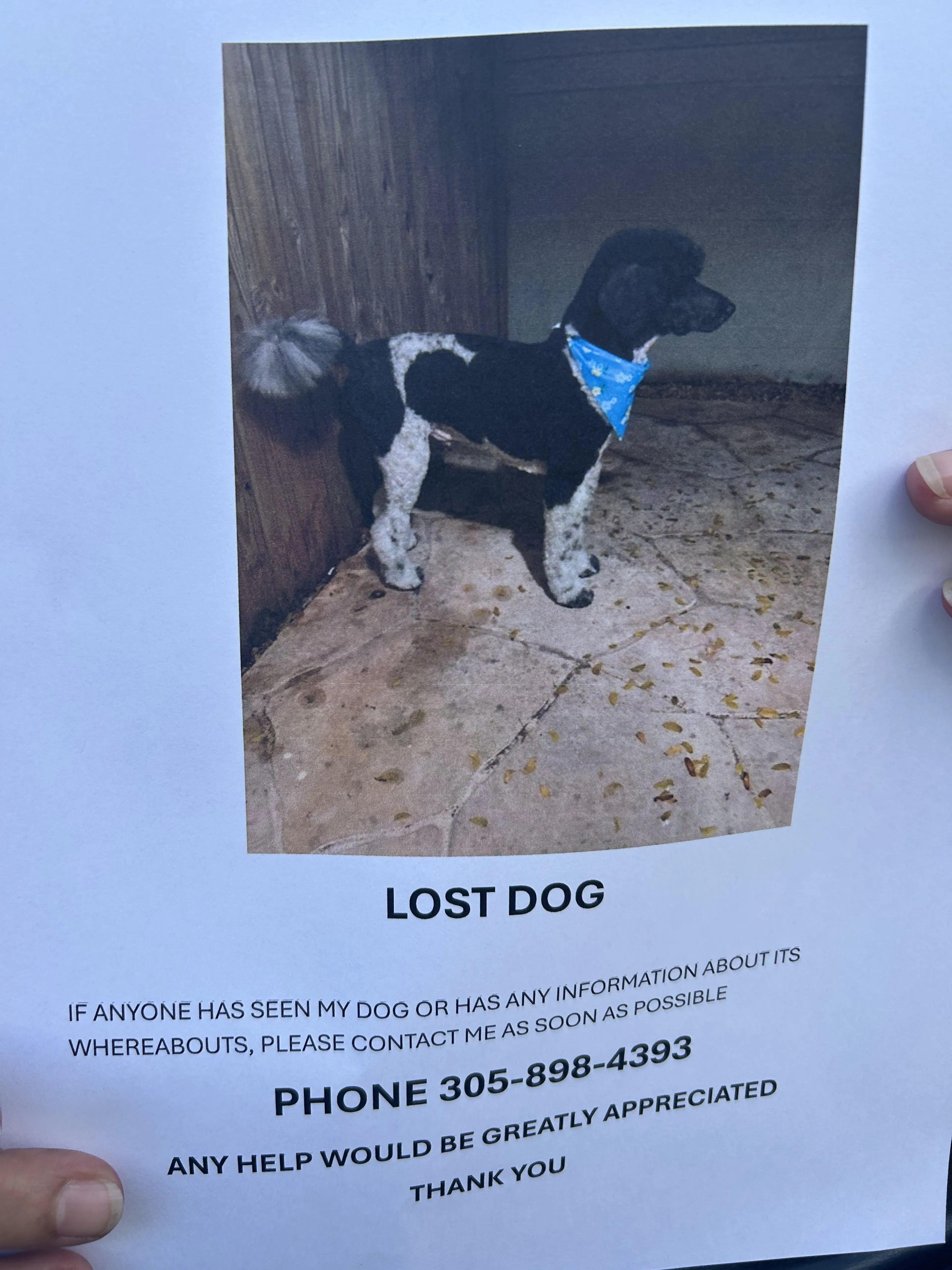 Lost pet