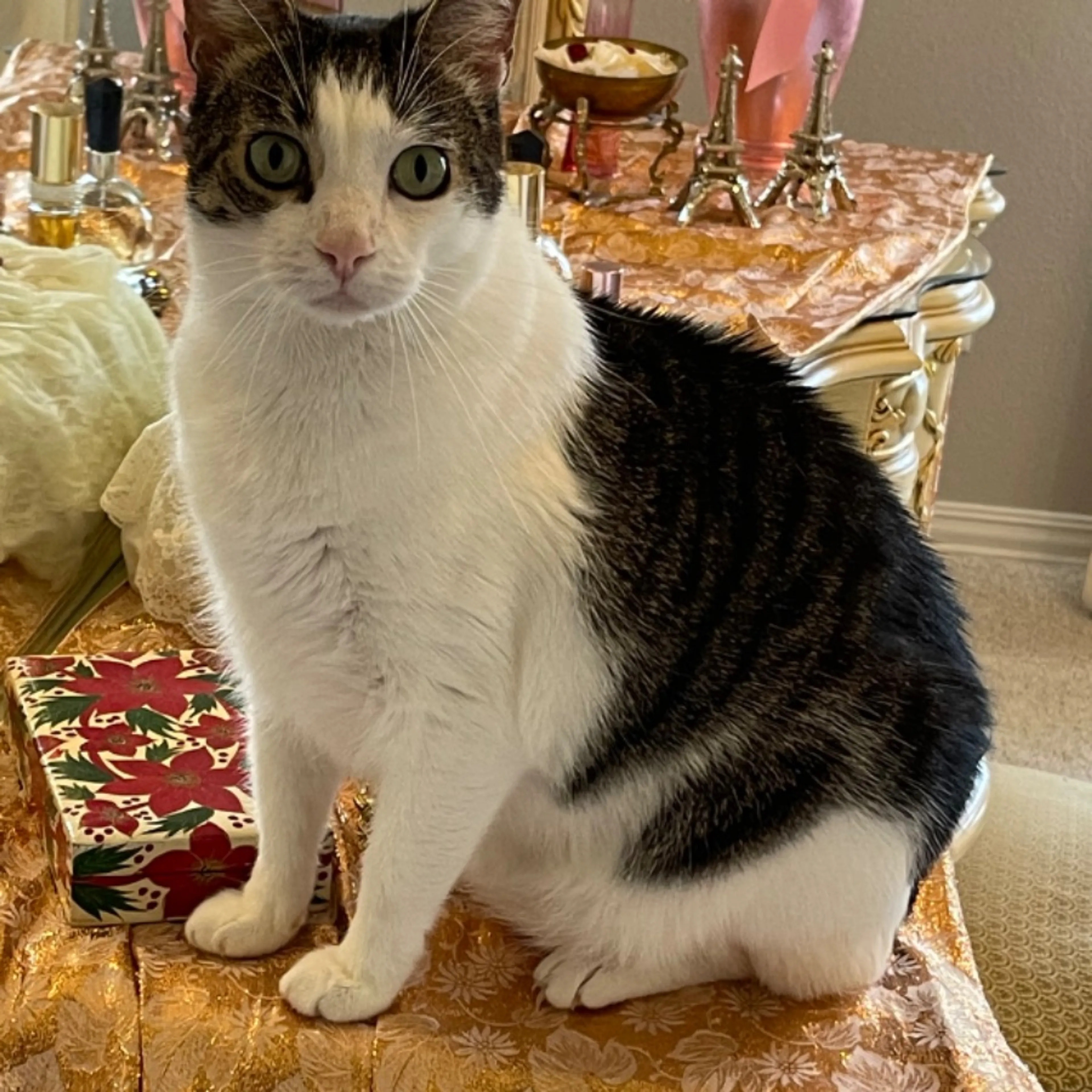 Lost pet-0