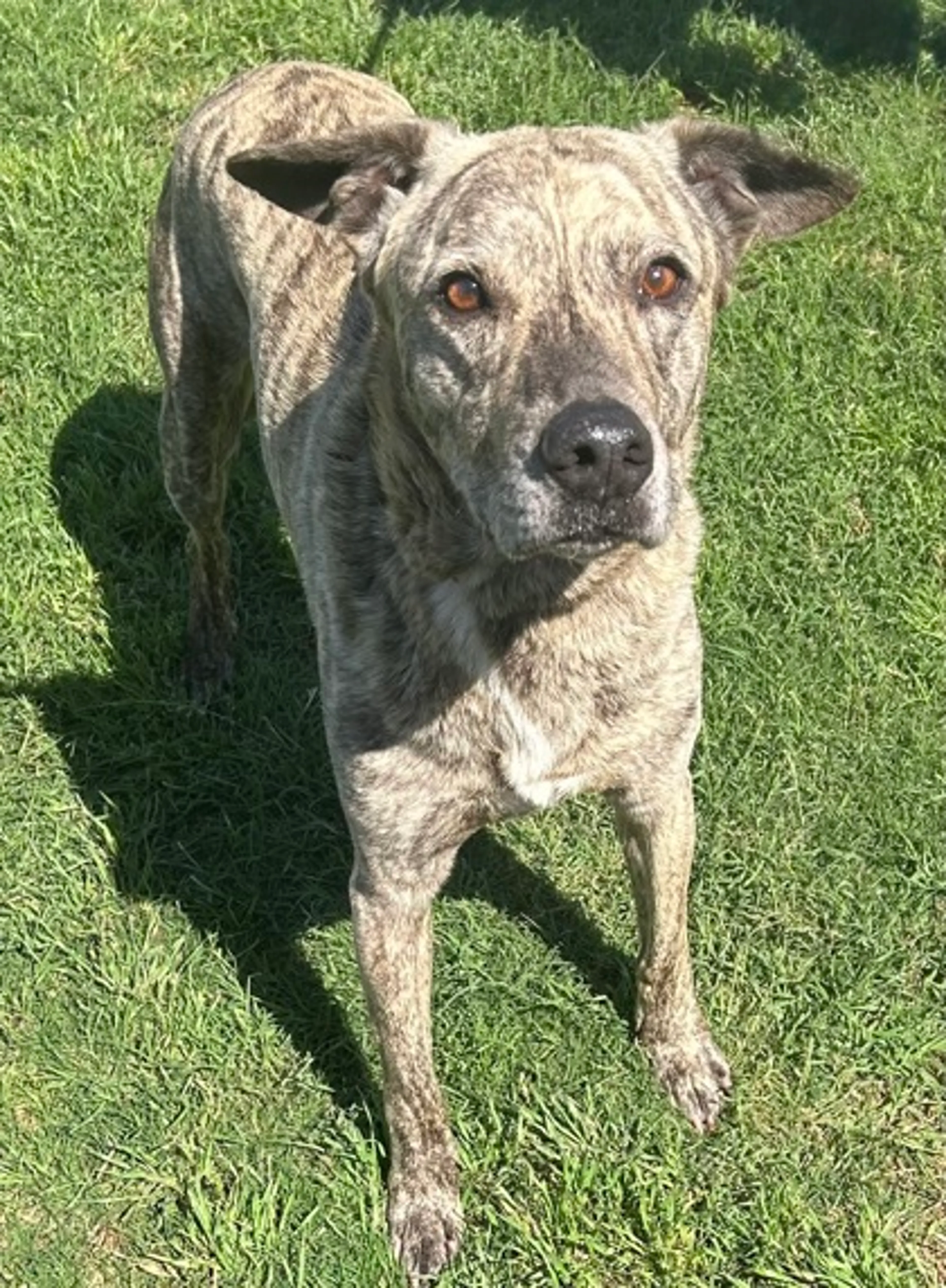 Found pet-1