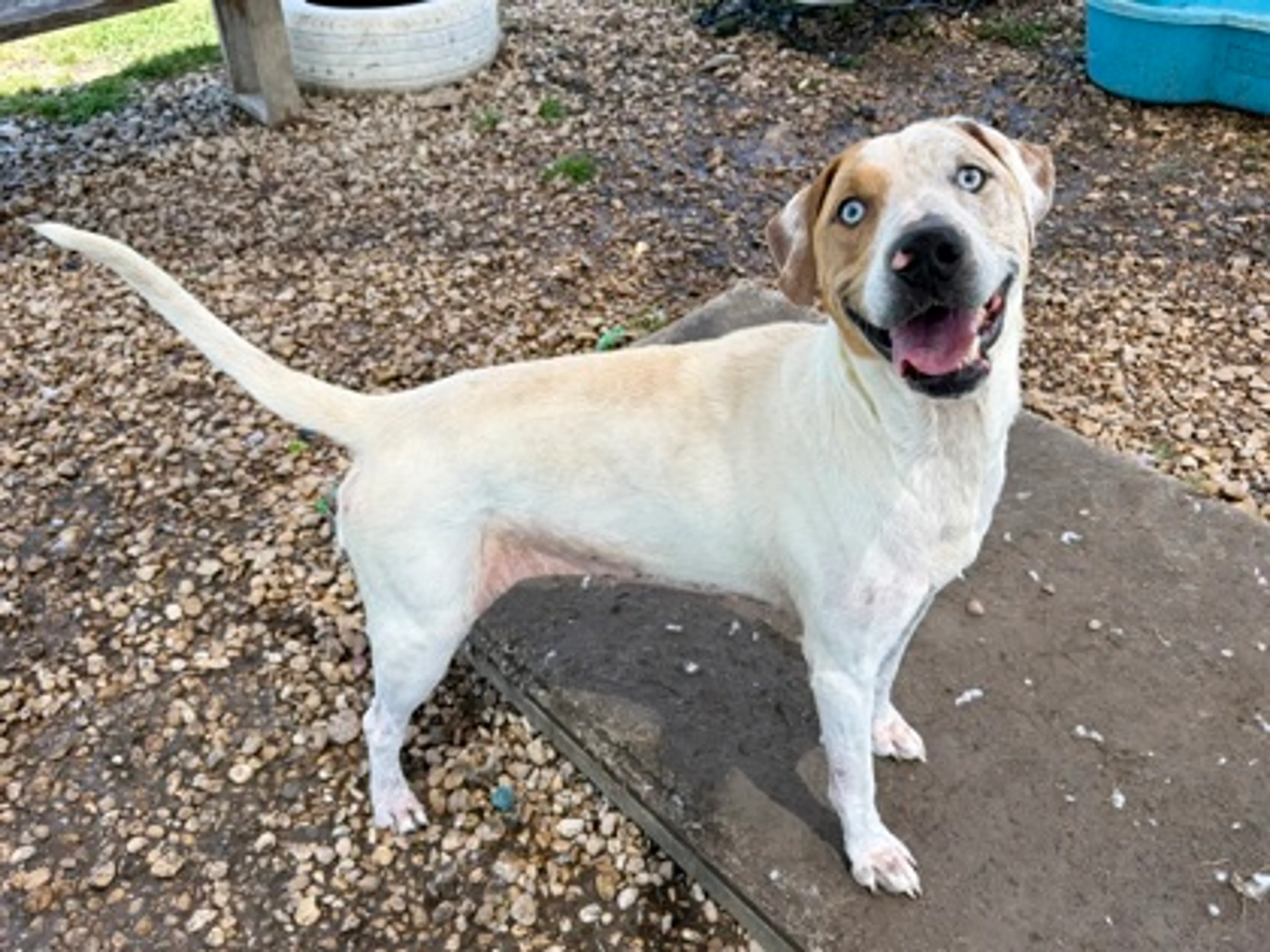 Found pet-1