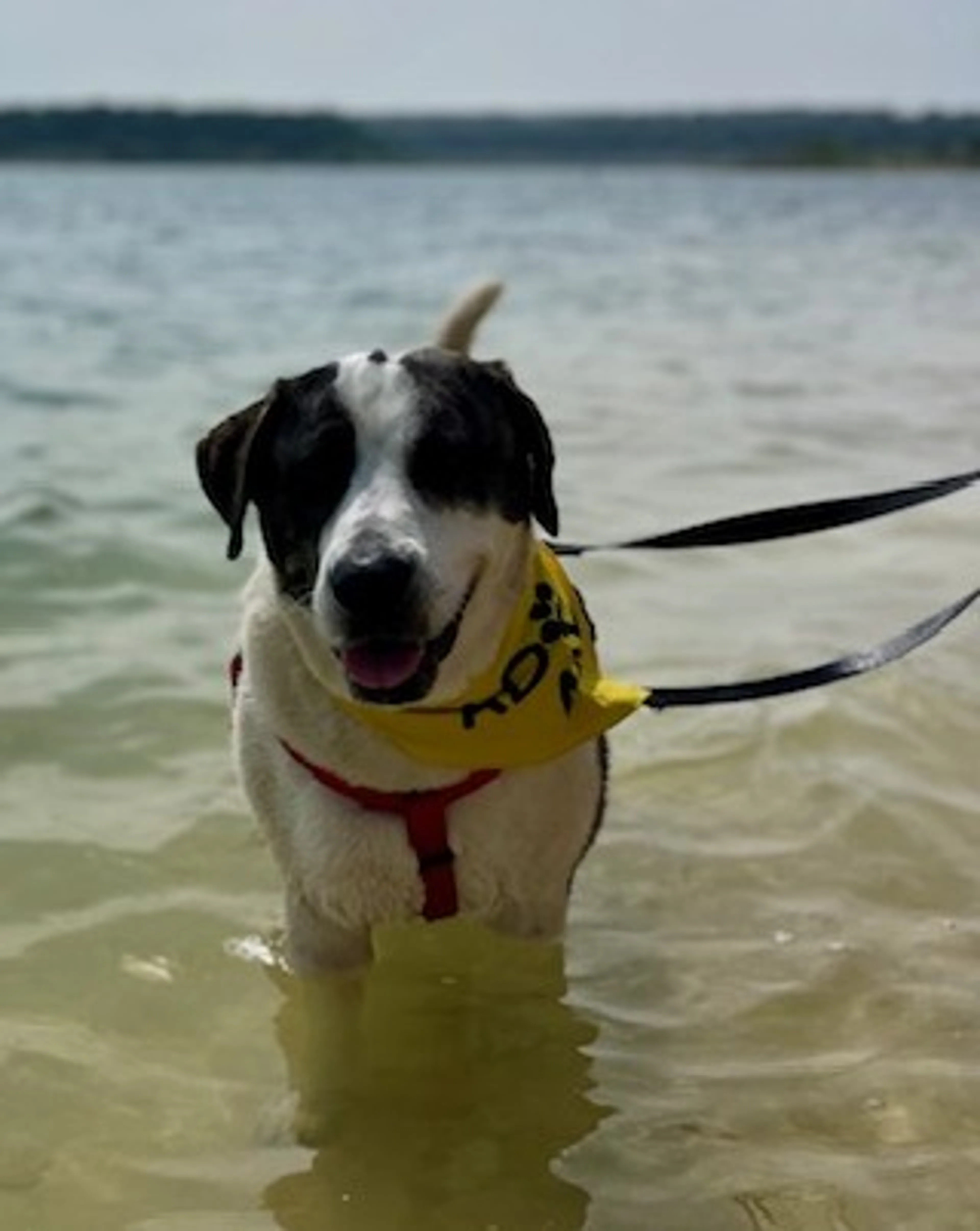 Found pet-1