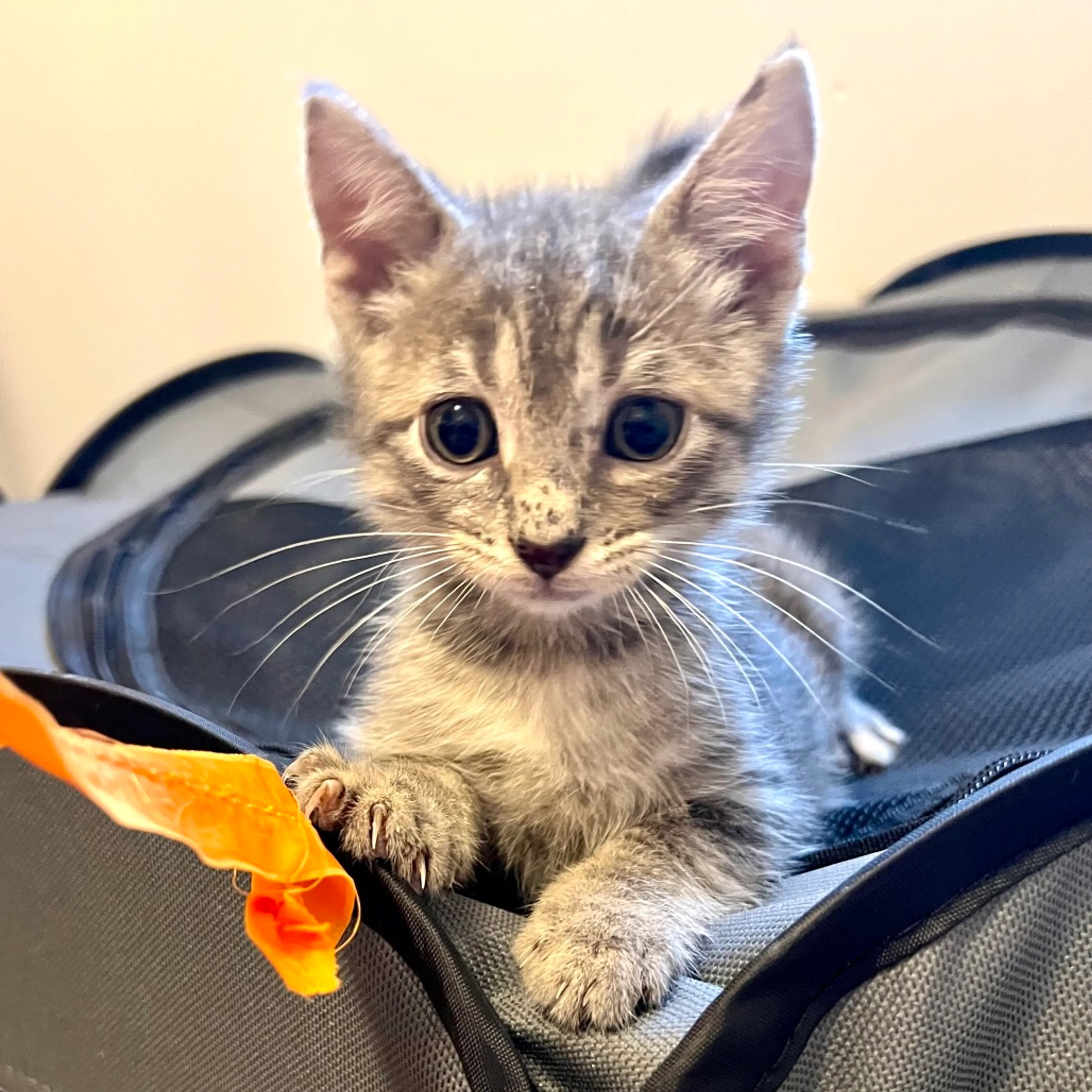 Found pet-0