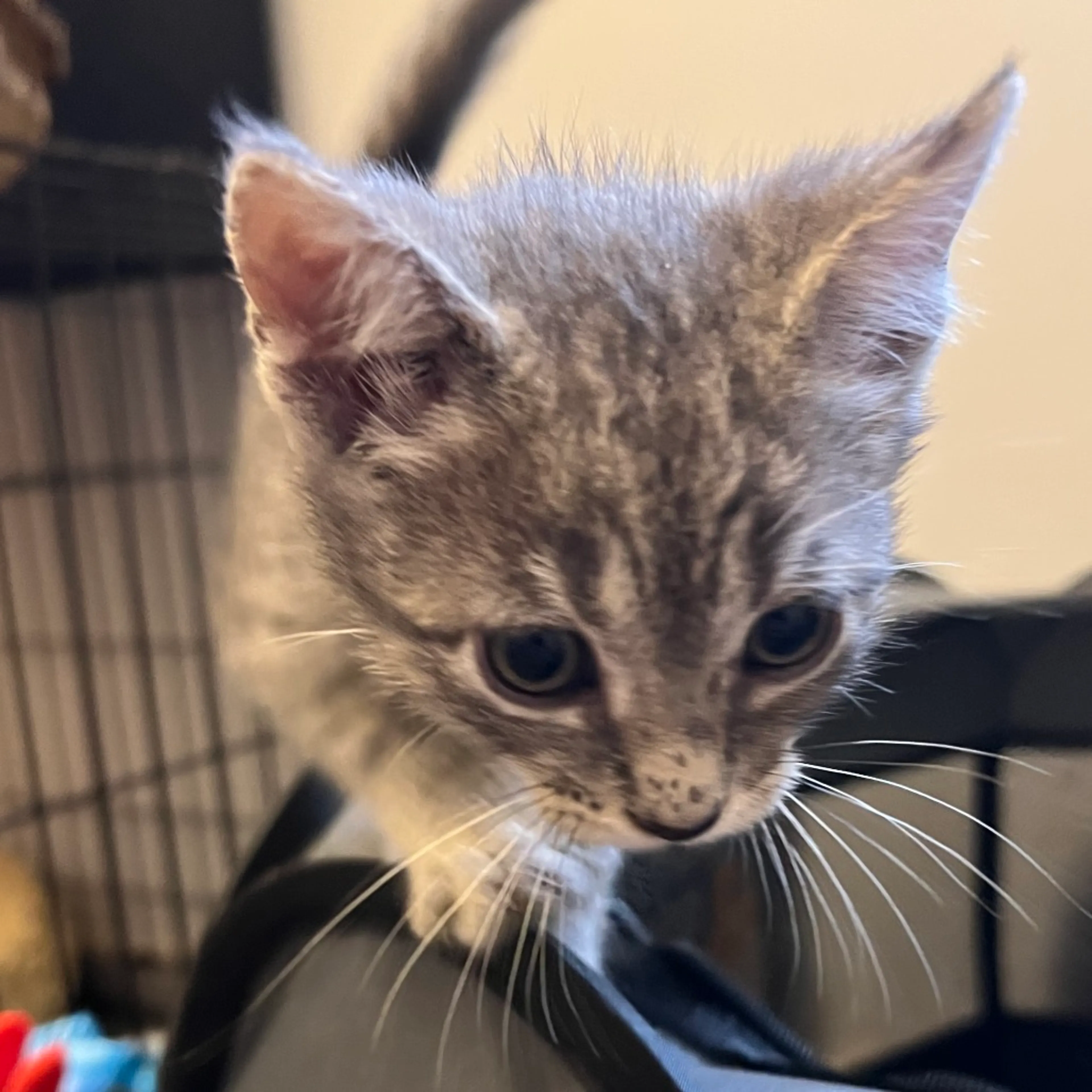 Found pet-1