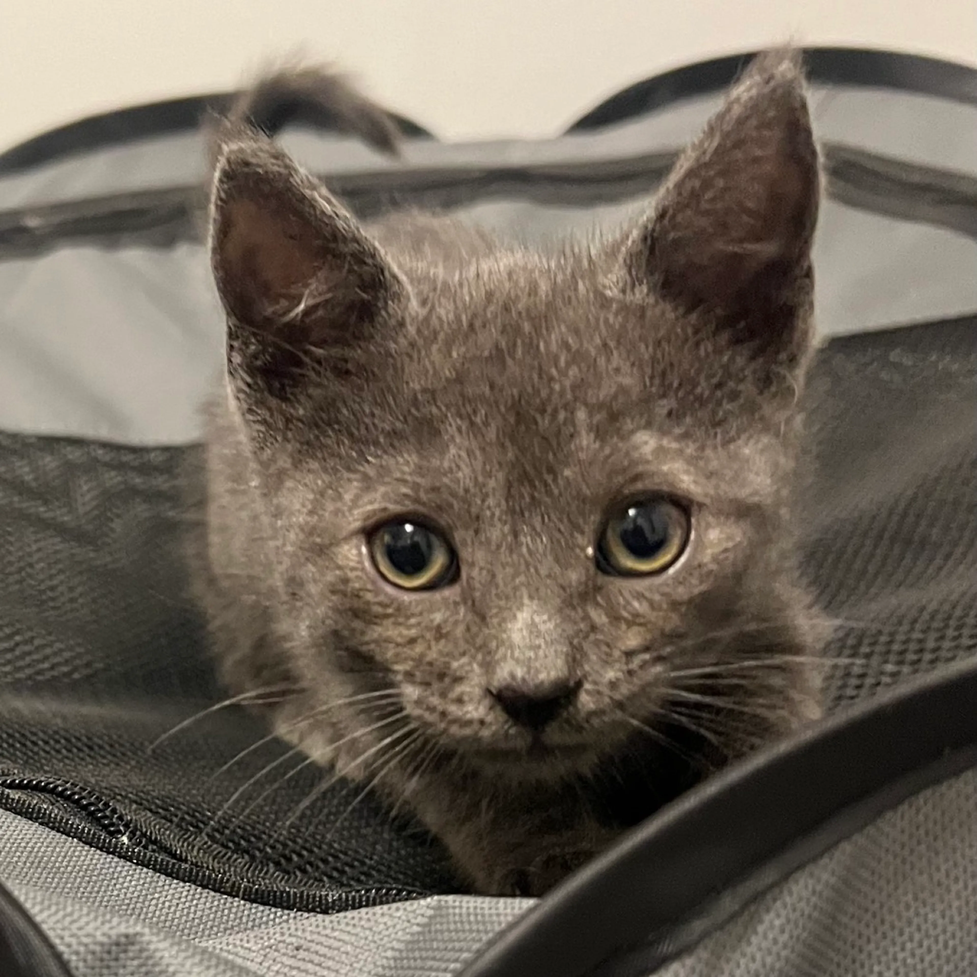 Found pet-0