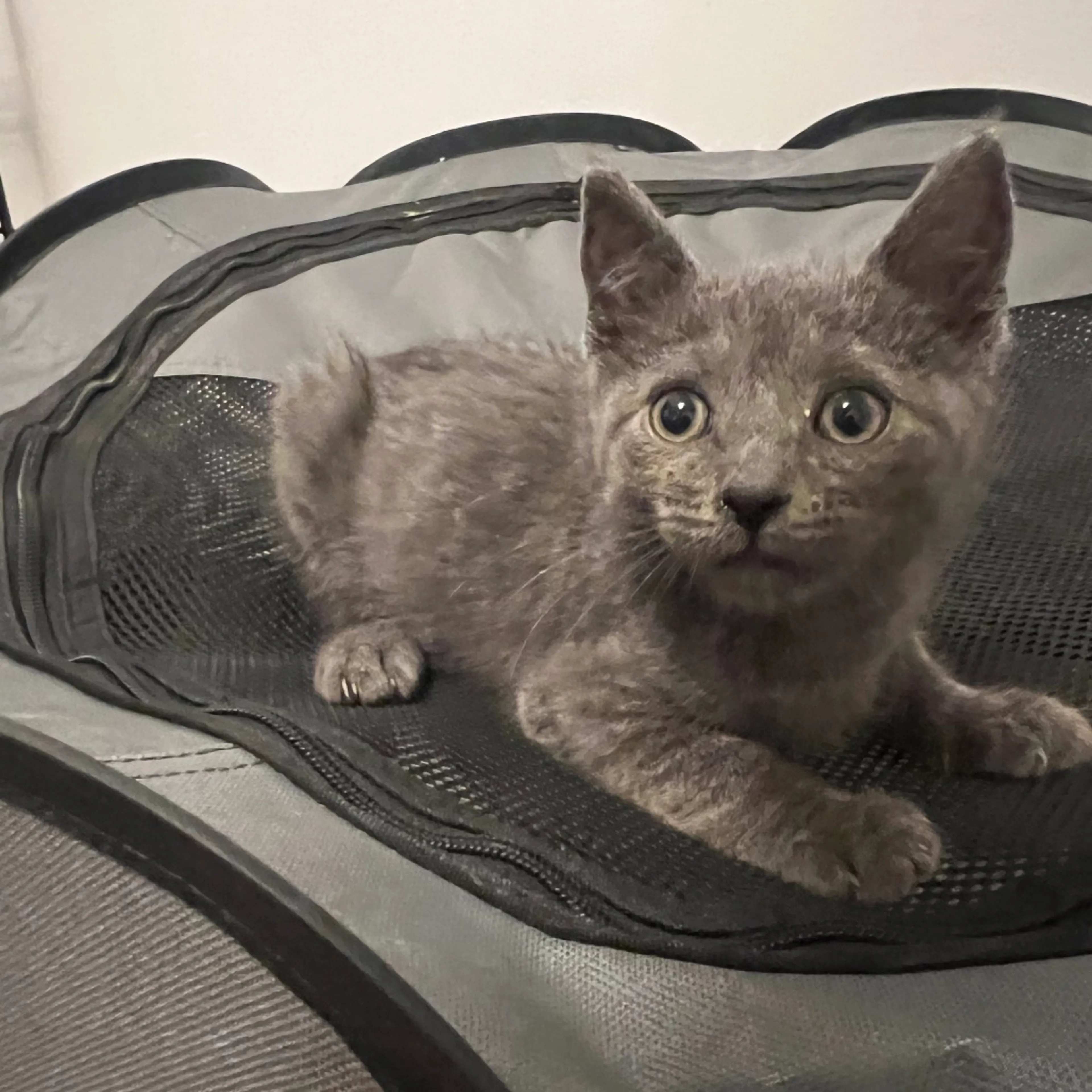 Found pet-2
