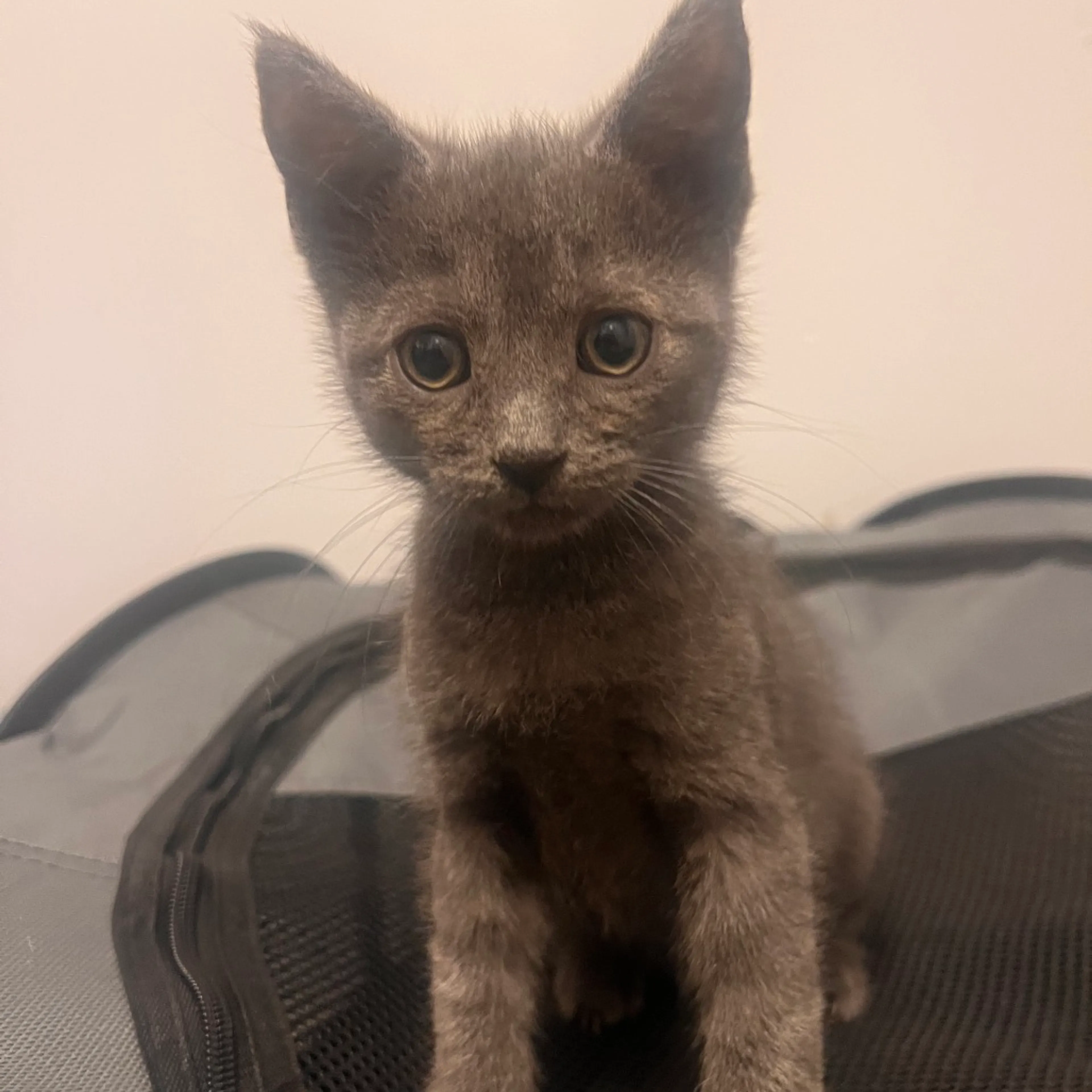 Found pet-1