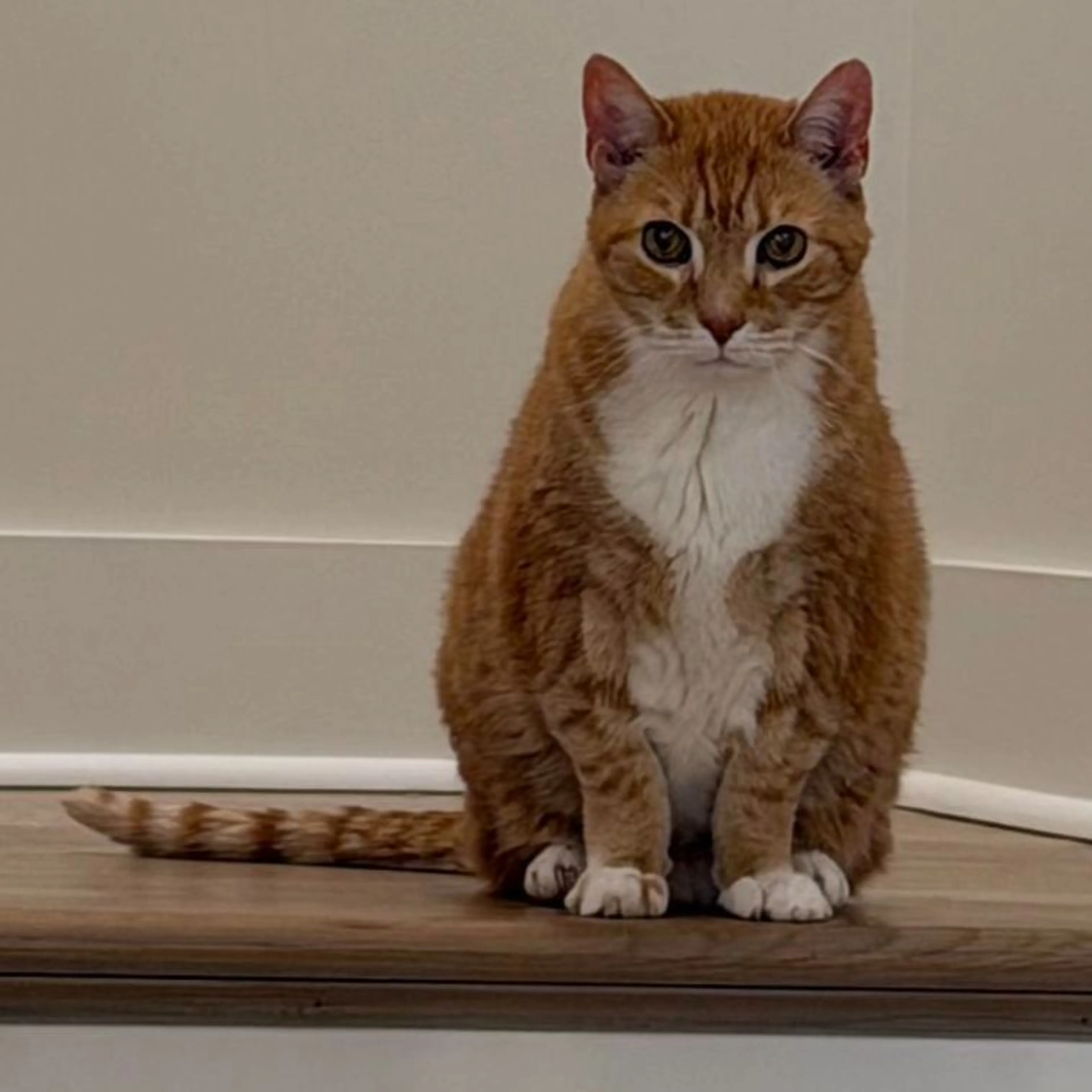 Lost pet