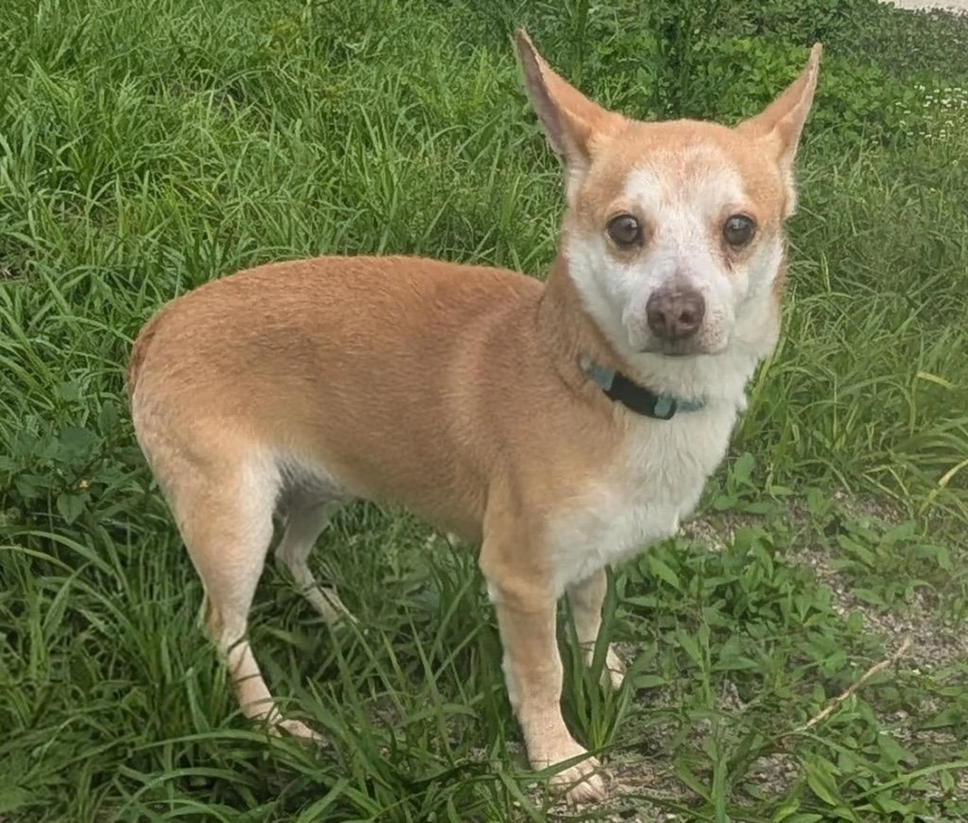 Found pet-2